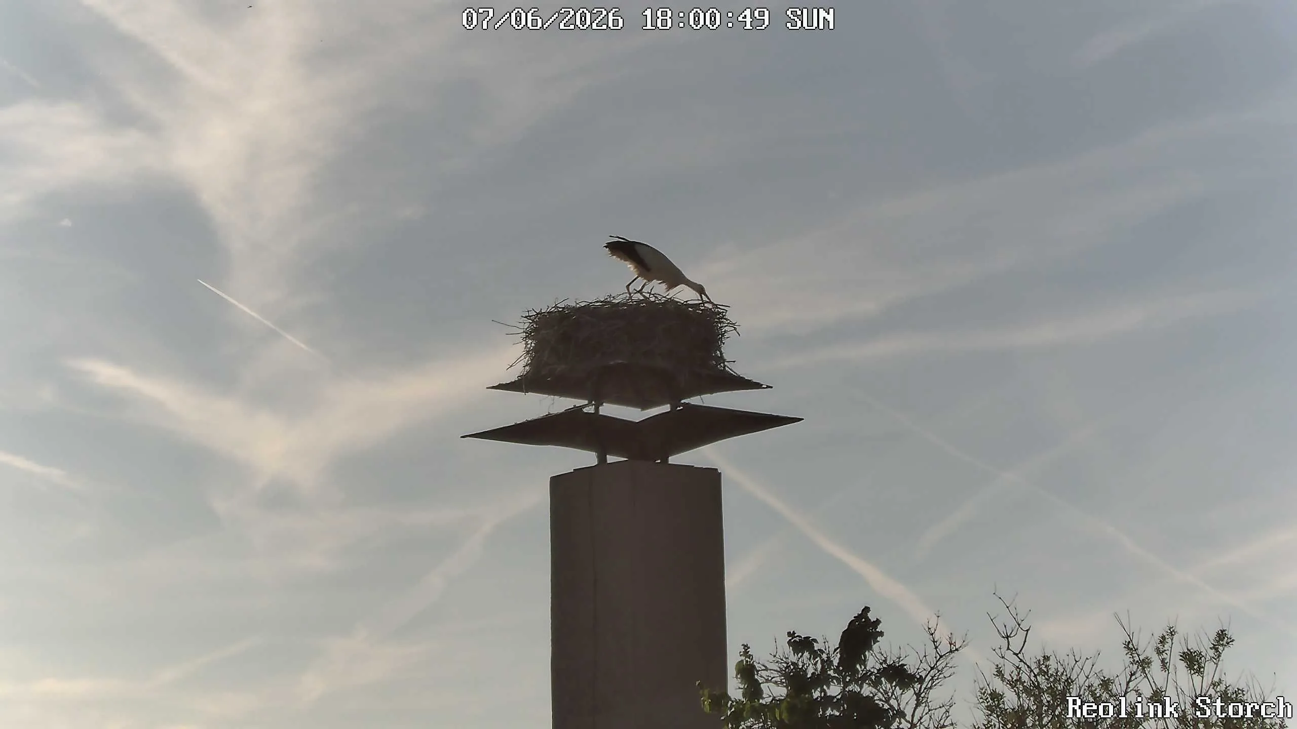 Storchencam Bild