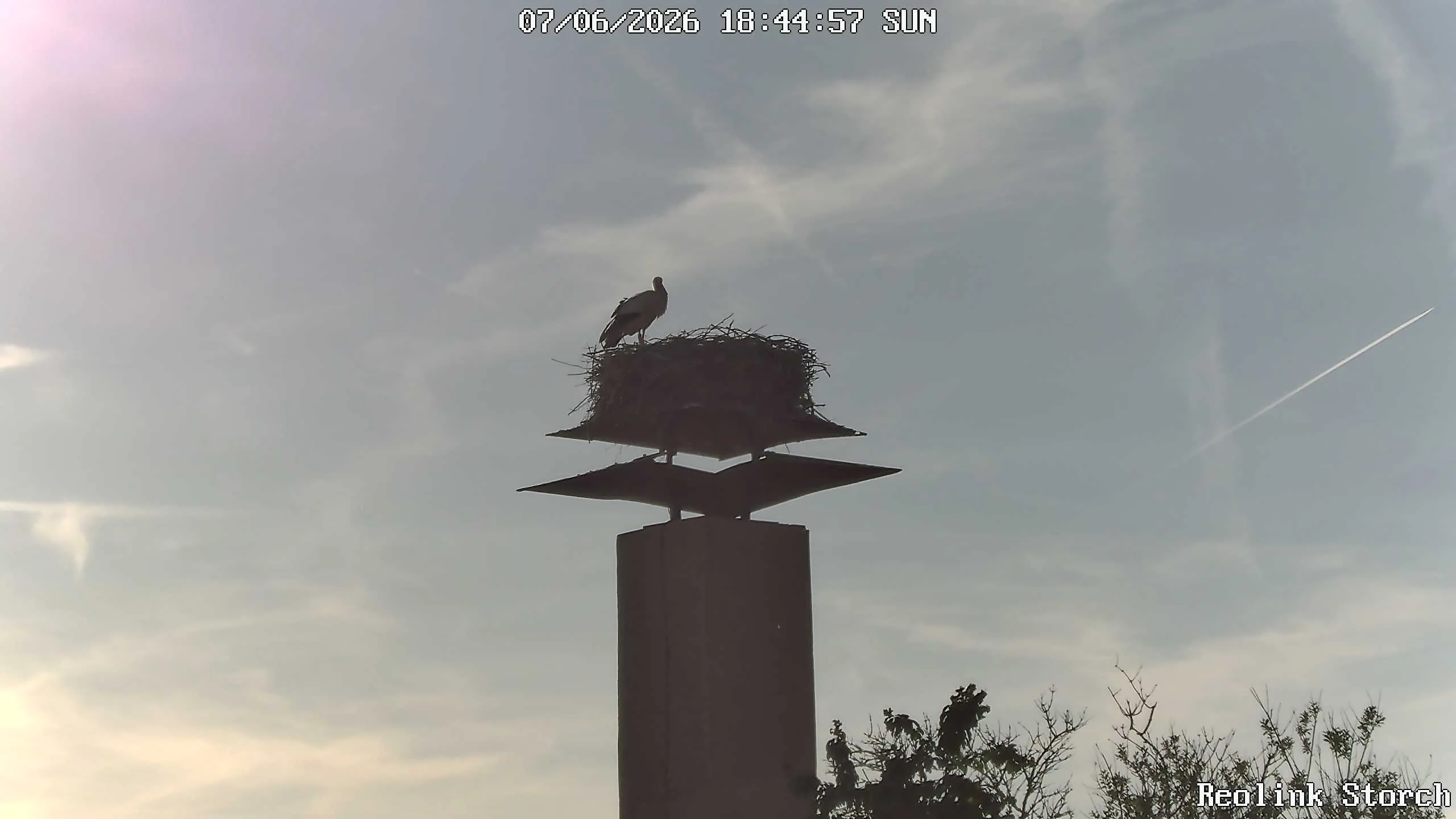 Storchencam Bild