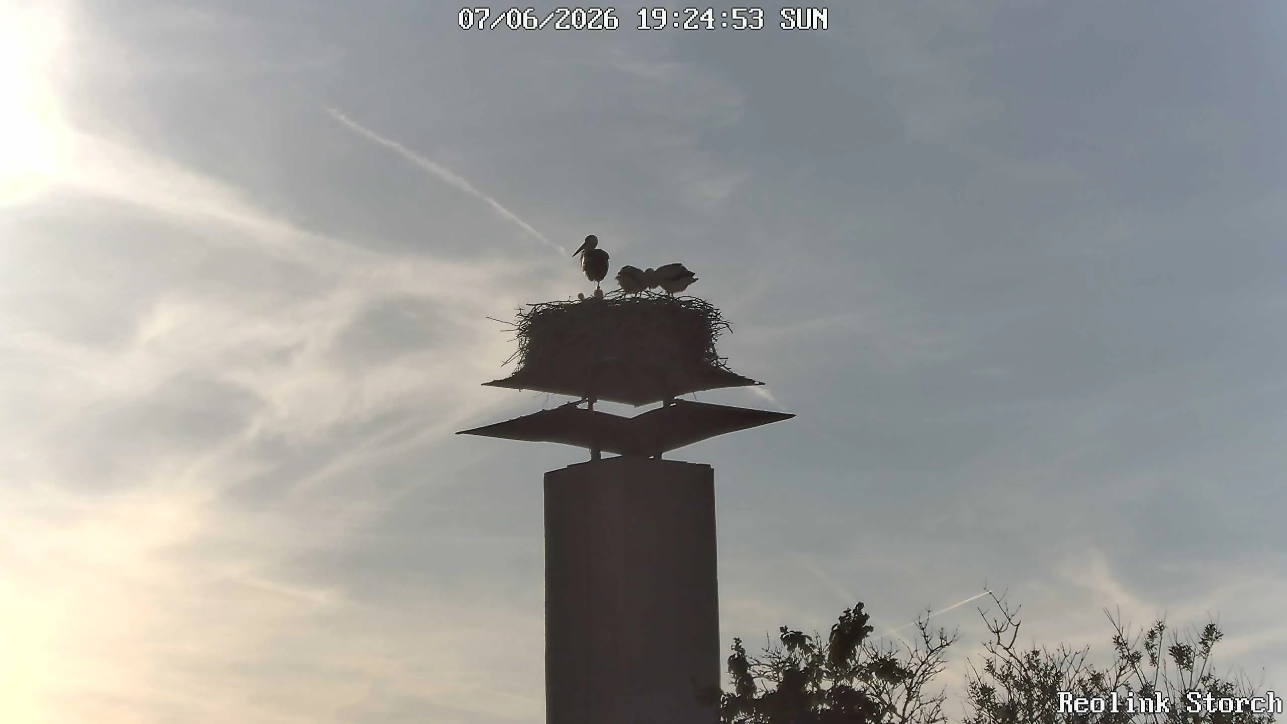 Storchencam Bild