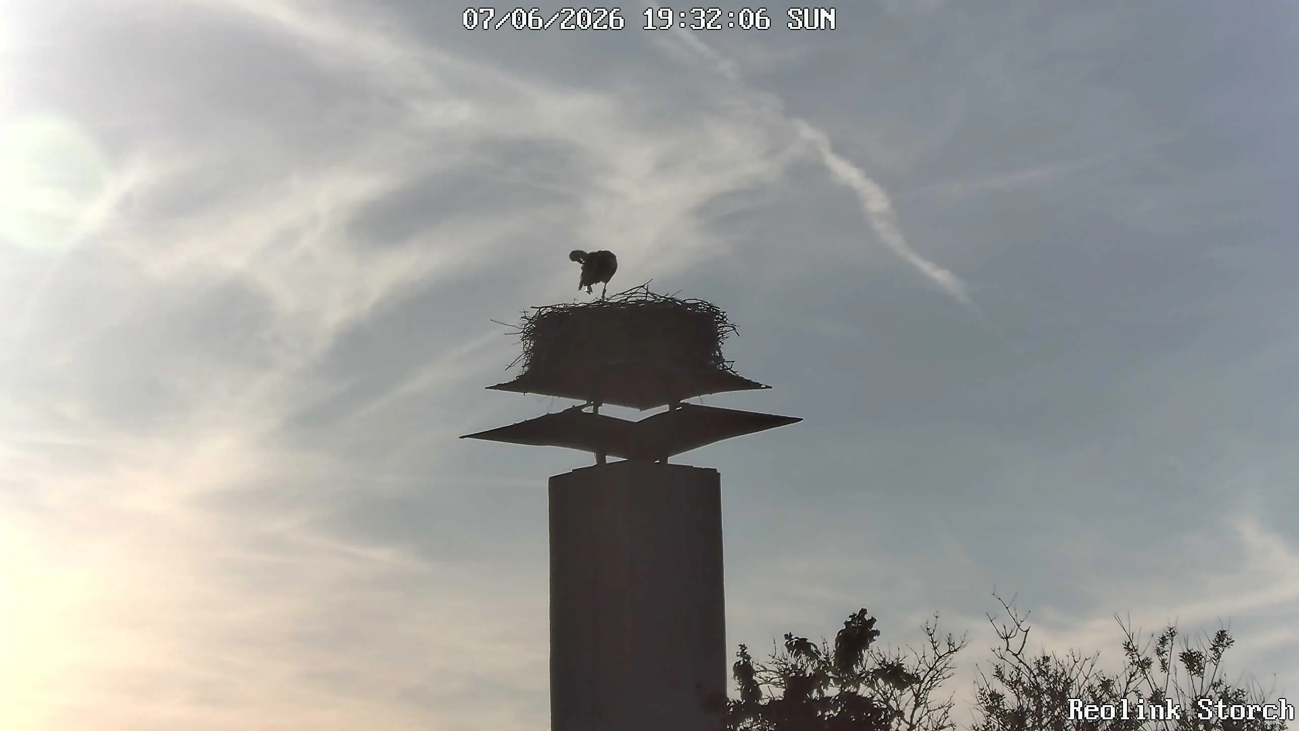 Storchencam Bild