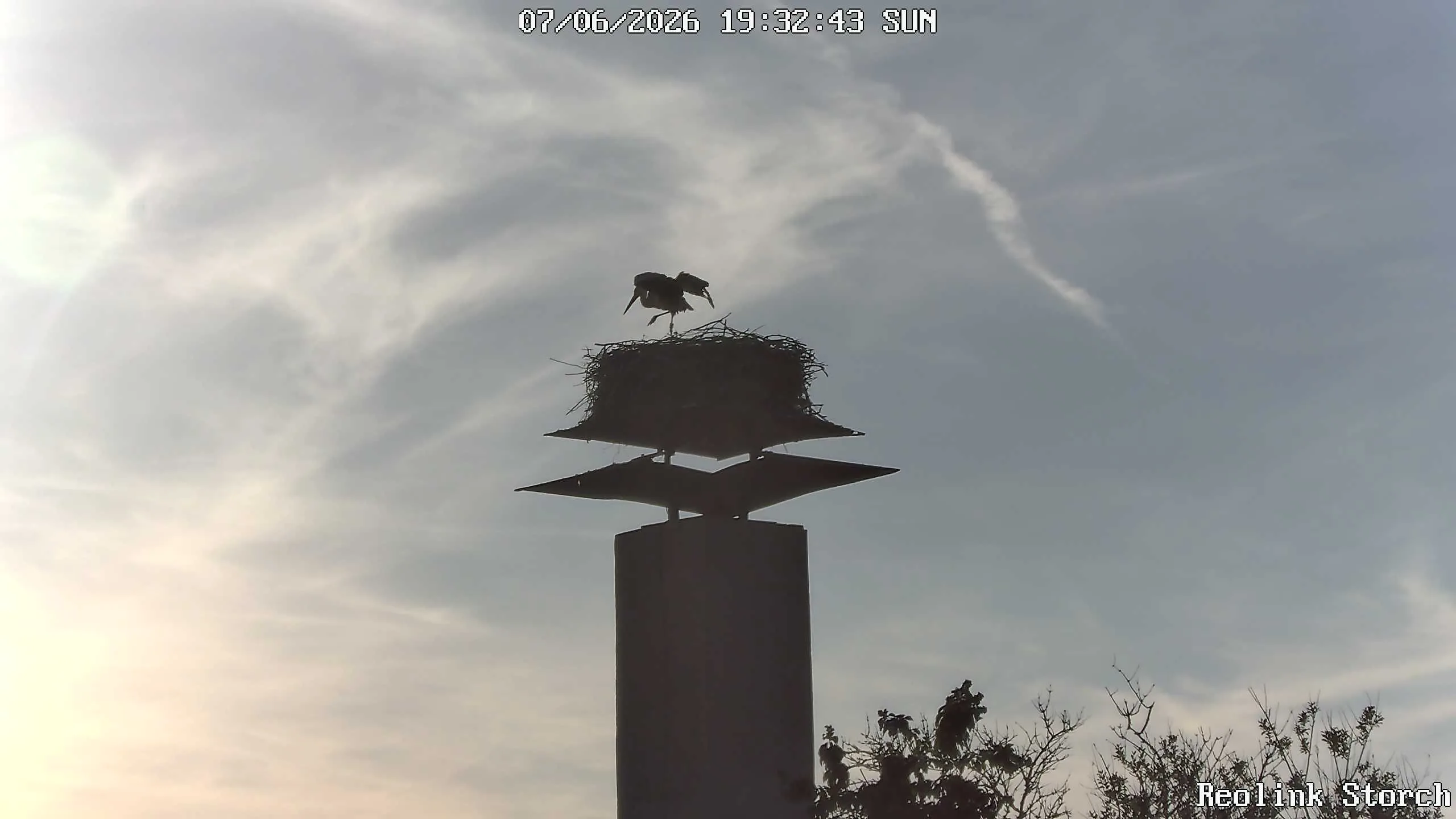 Storchencam Bild