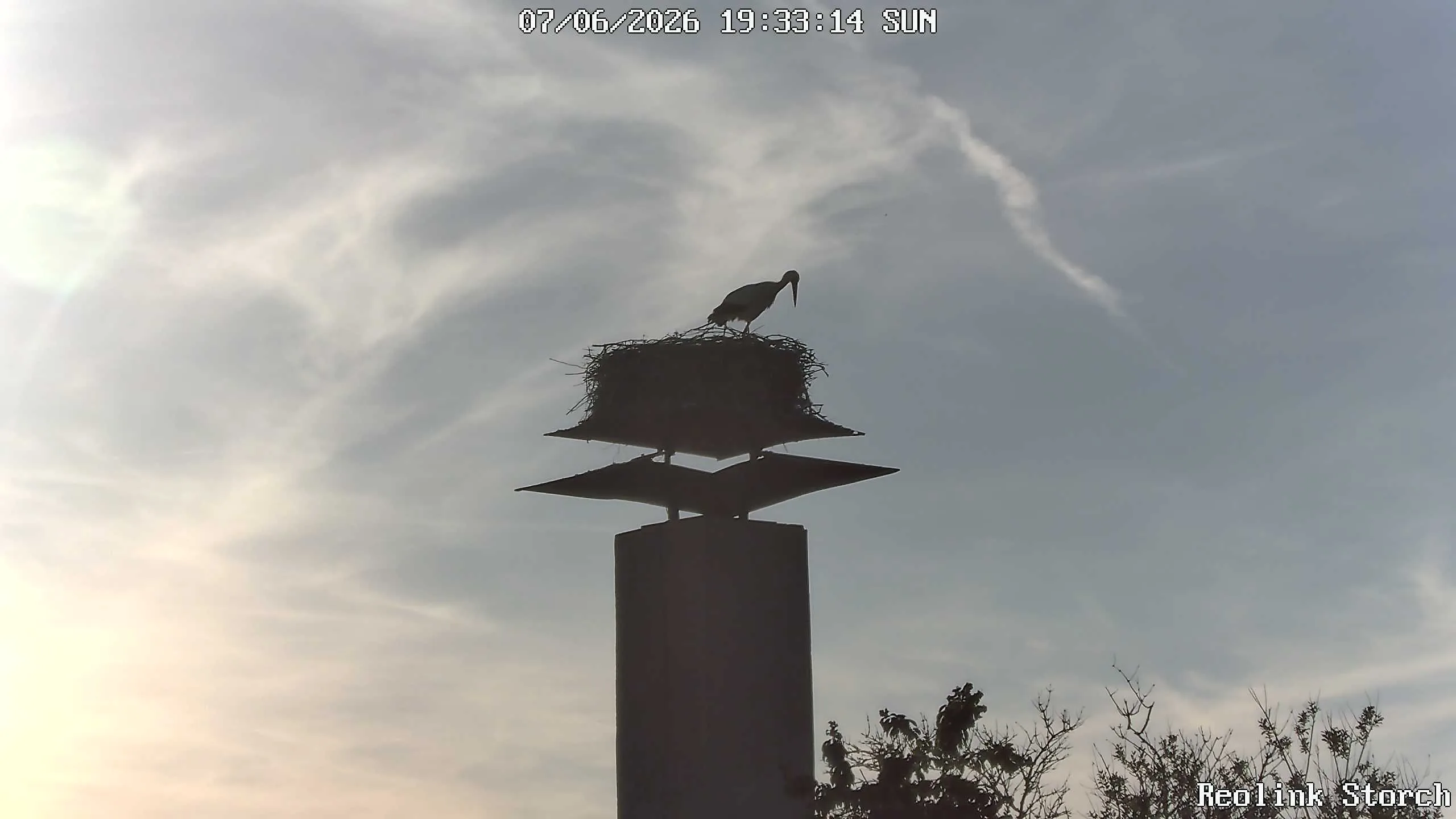 Storchencam Bild