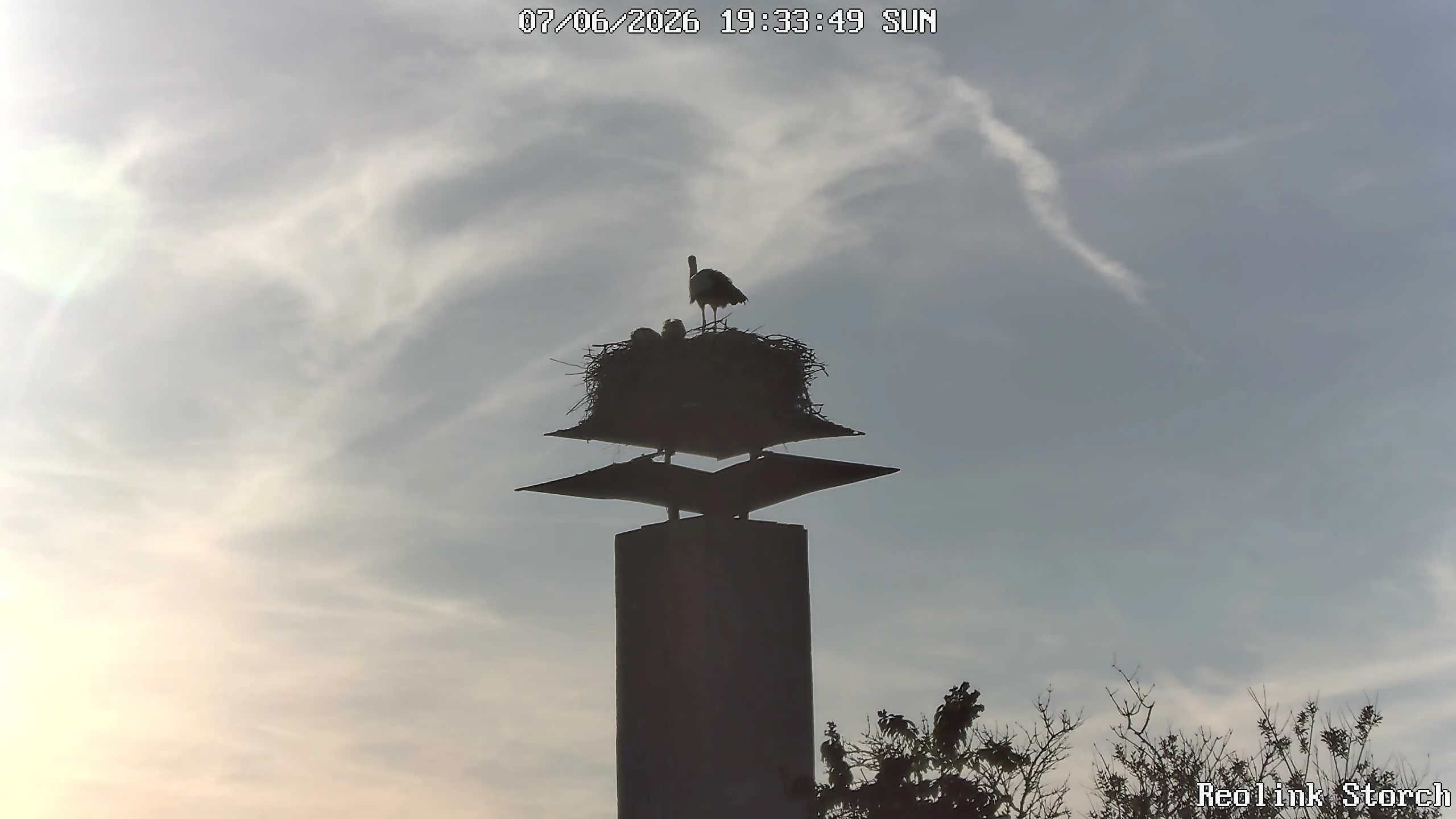 Storchencam Bild