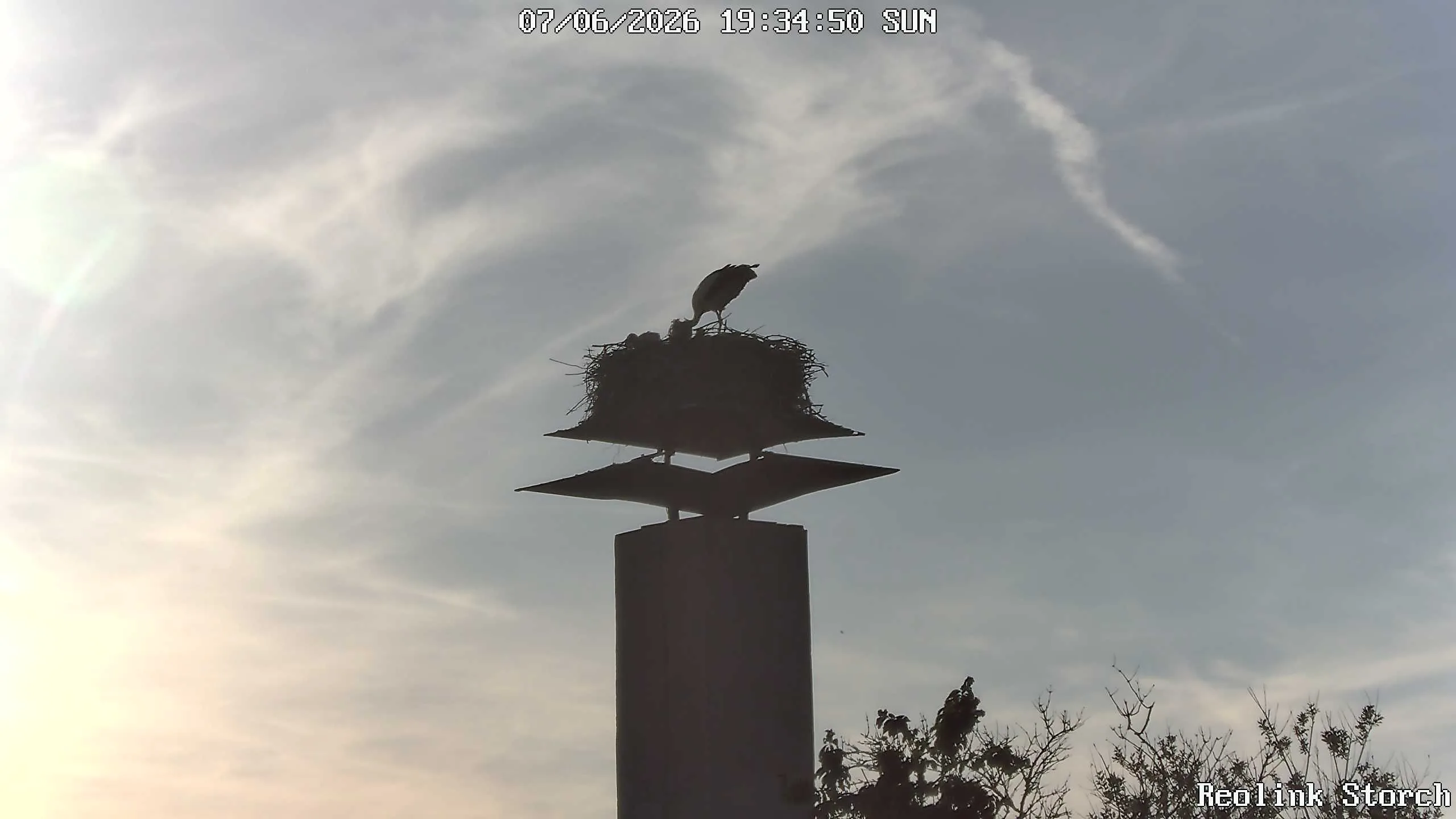 Storchencam Bild
