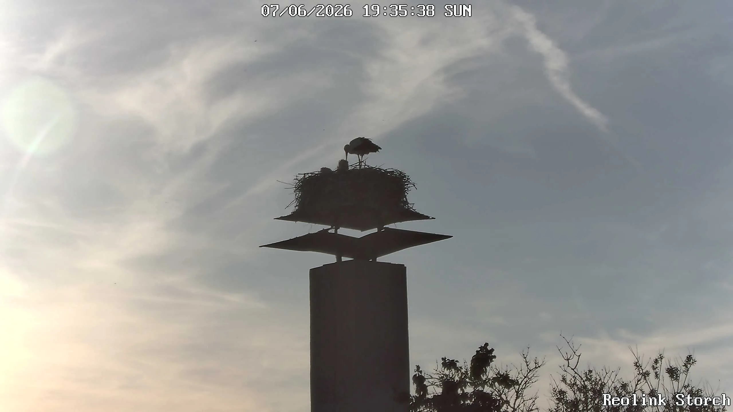 Storchencam Bild