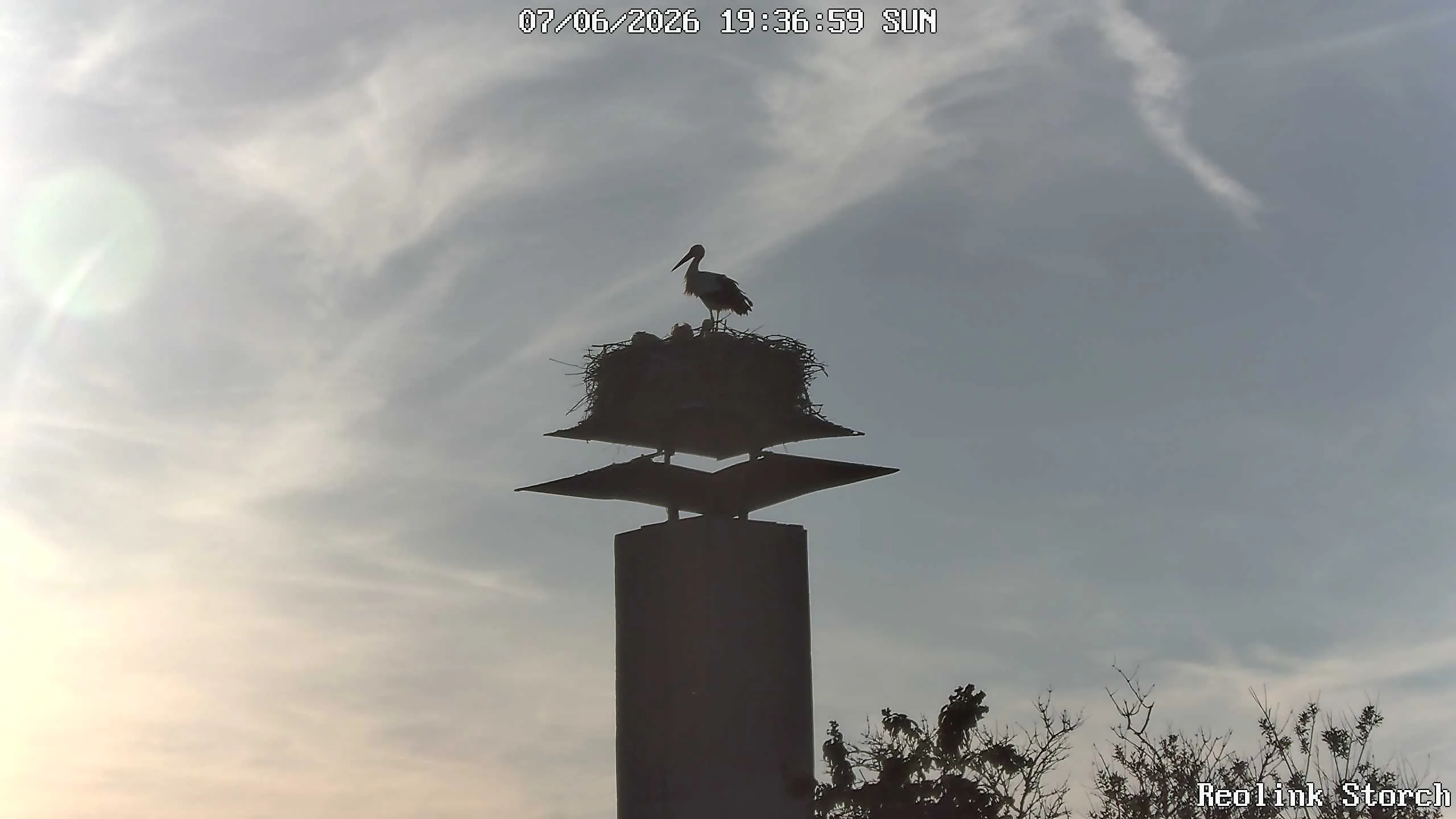 Storchencam Bild