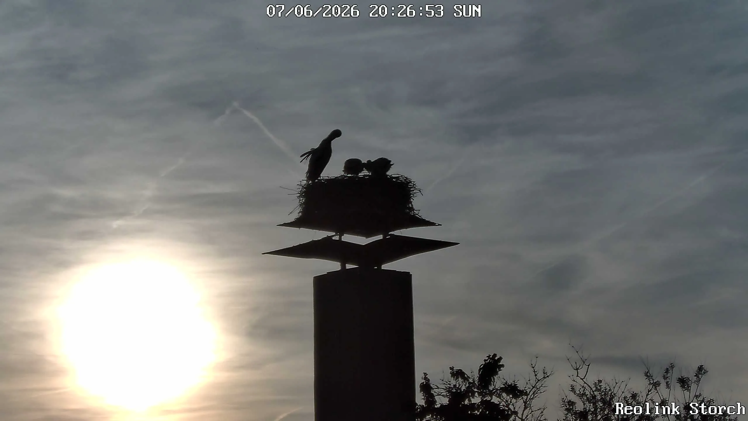 Storchencam Bild