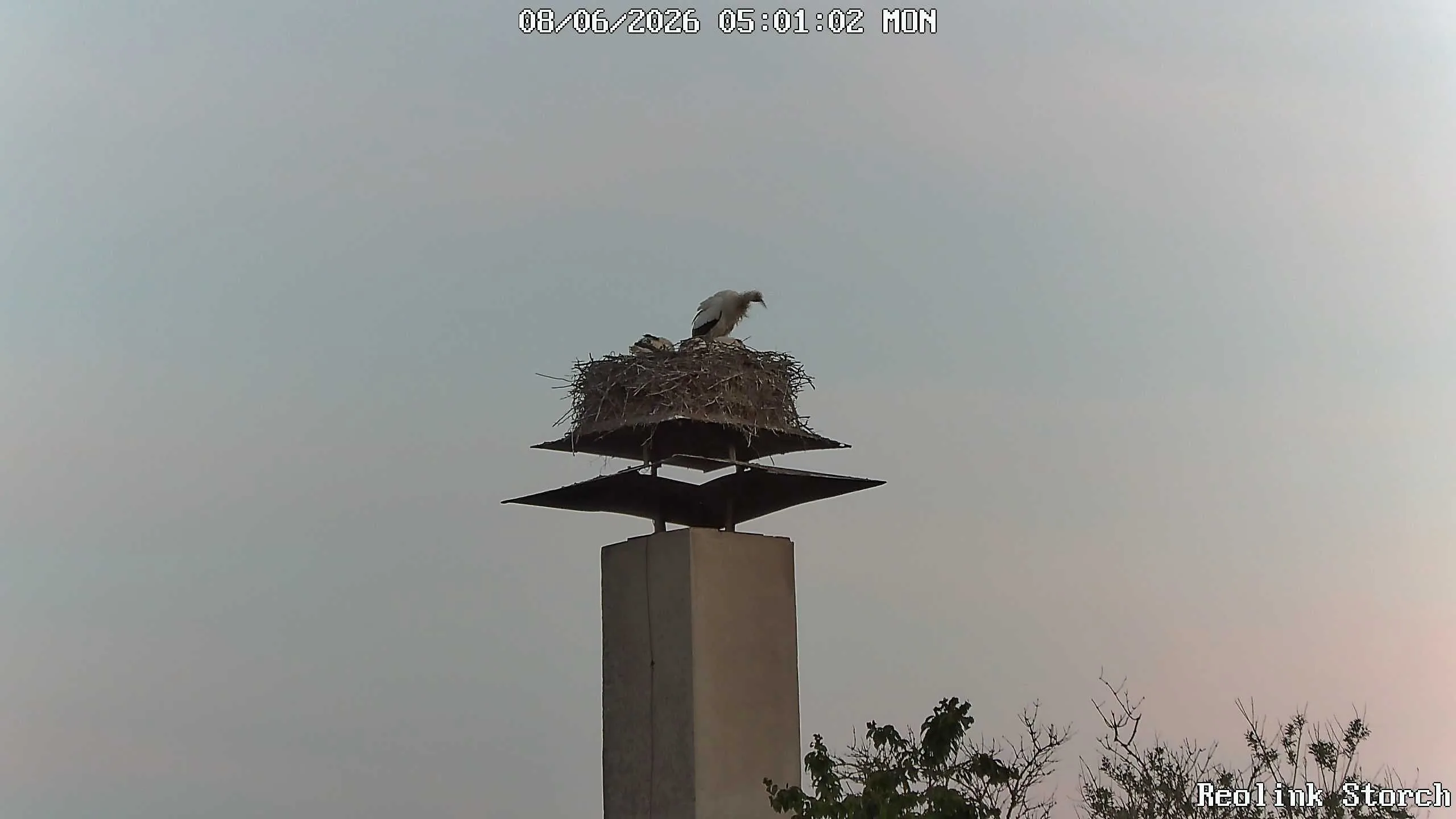 Storchencam Bild