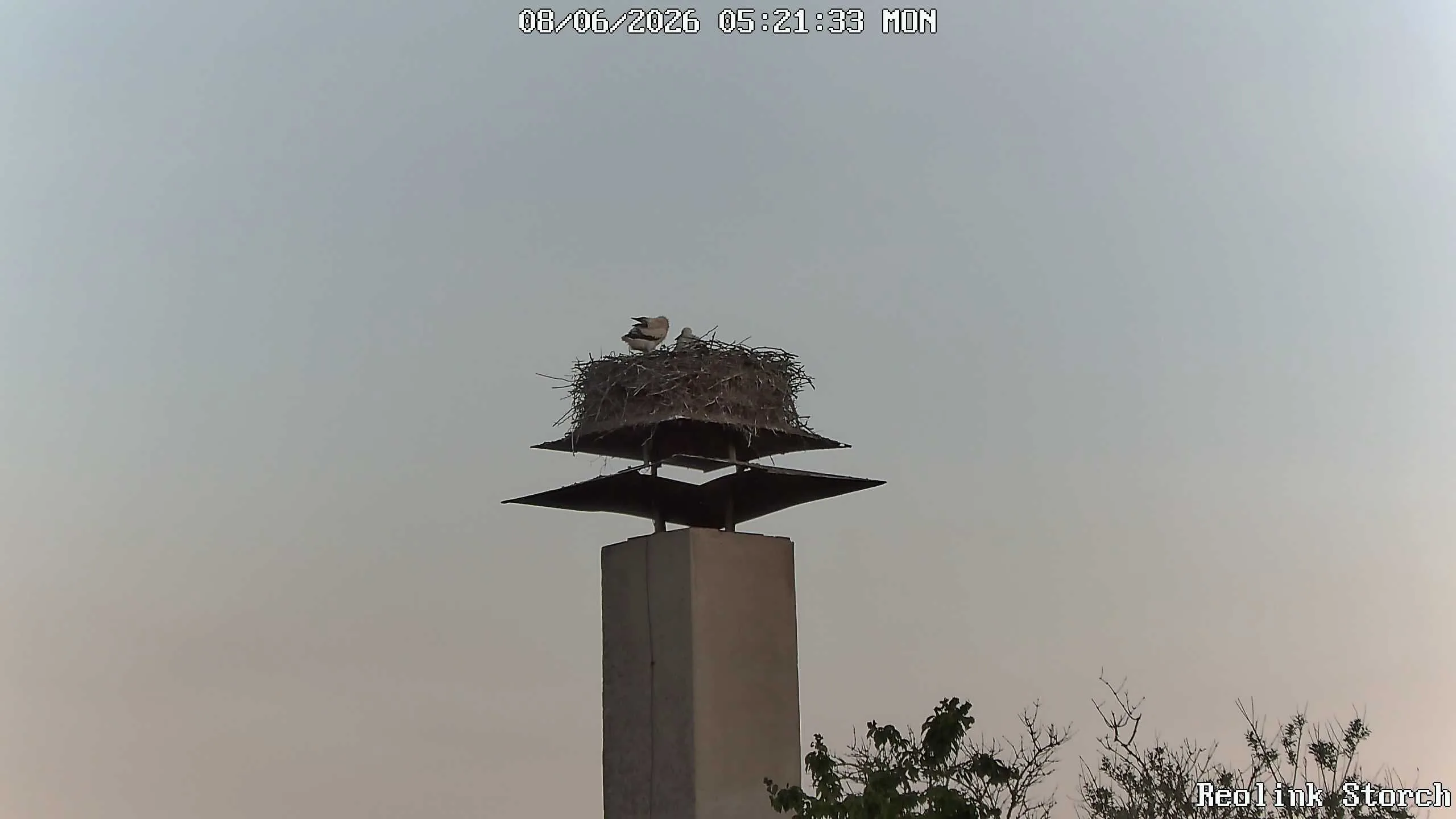 Storchencam Bild