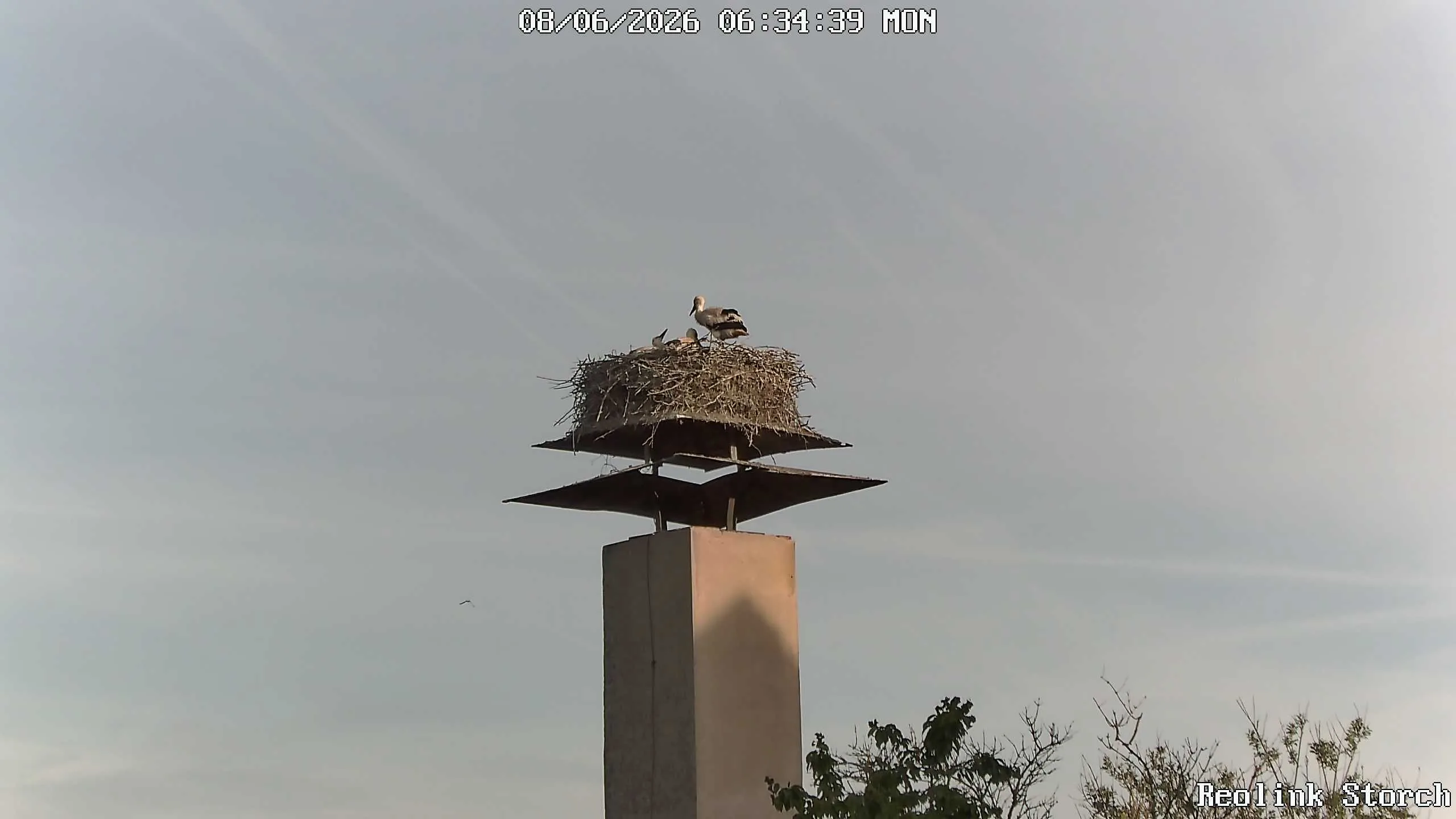 Storchencam Bild