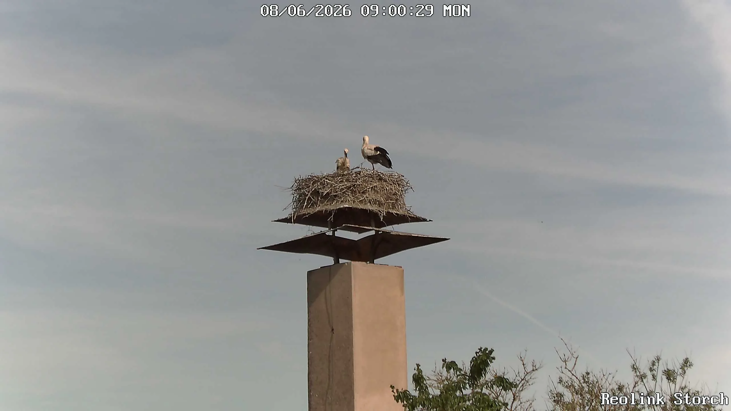 Storchencam Bild