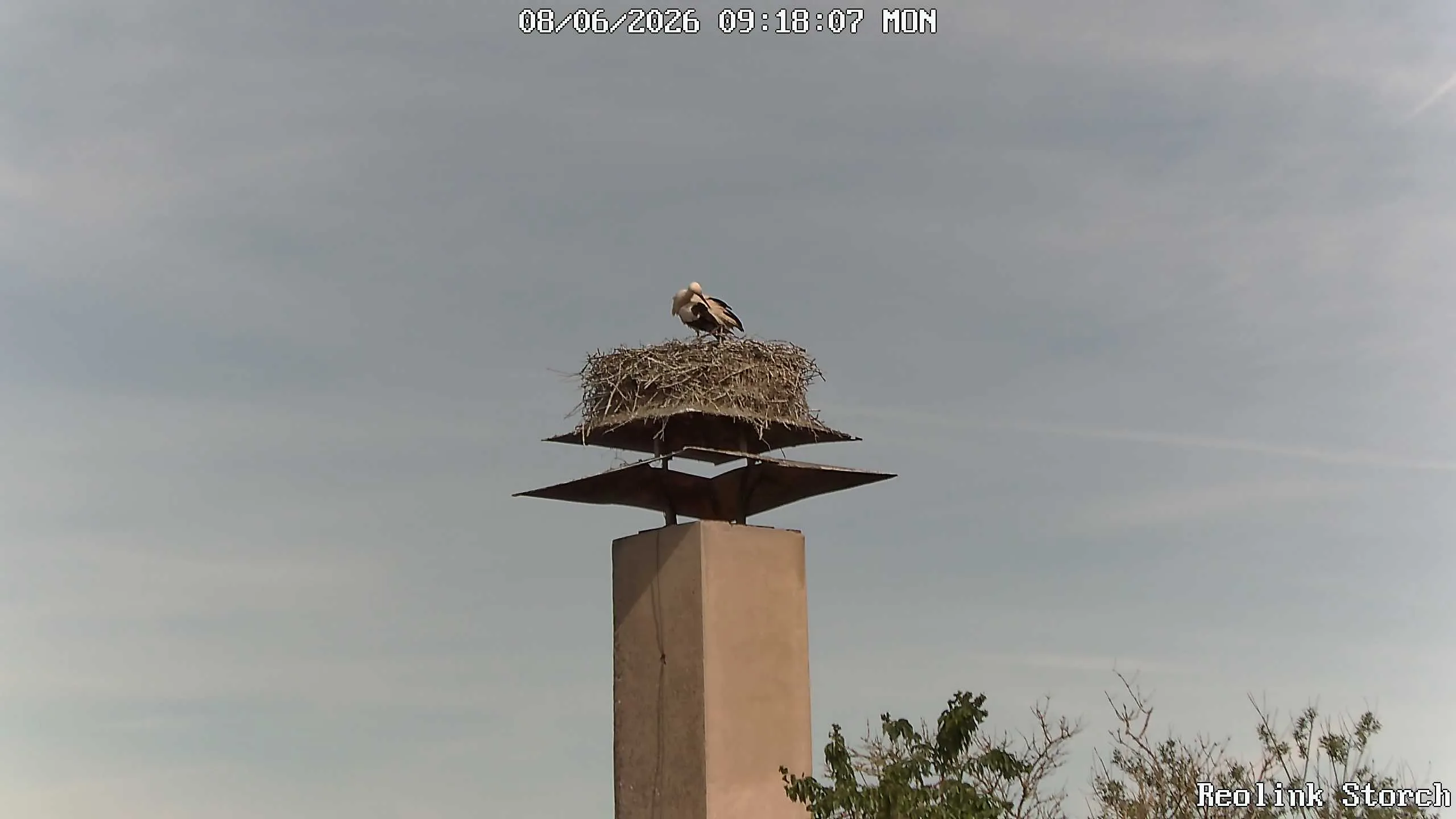 Storchencam Bild