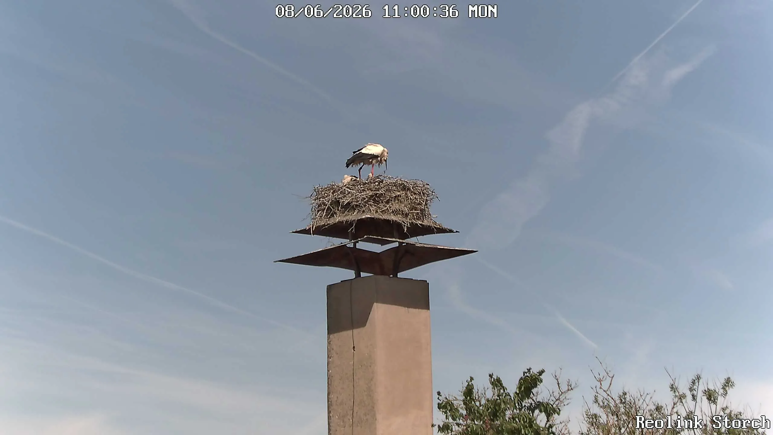 Storchencam Bild