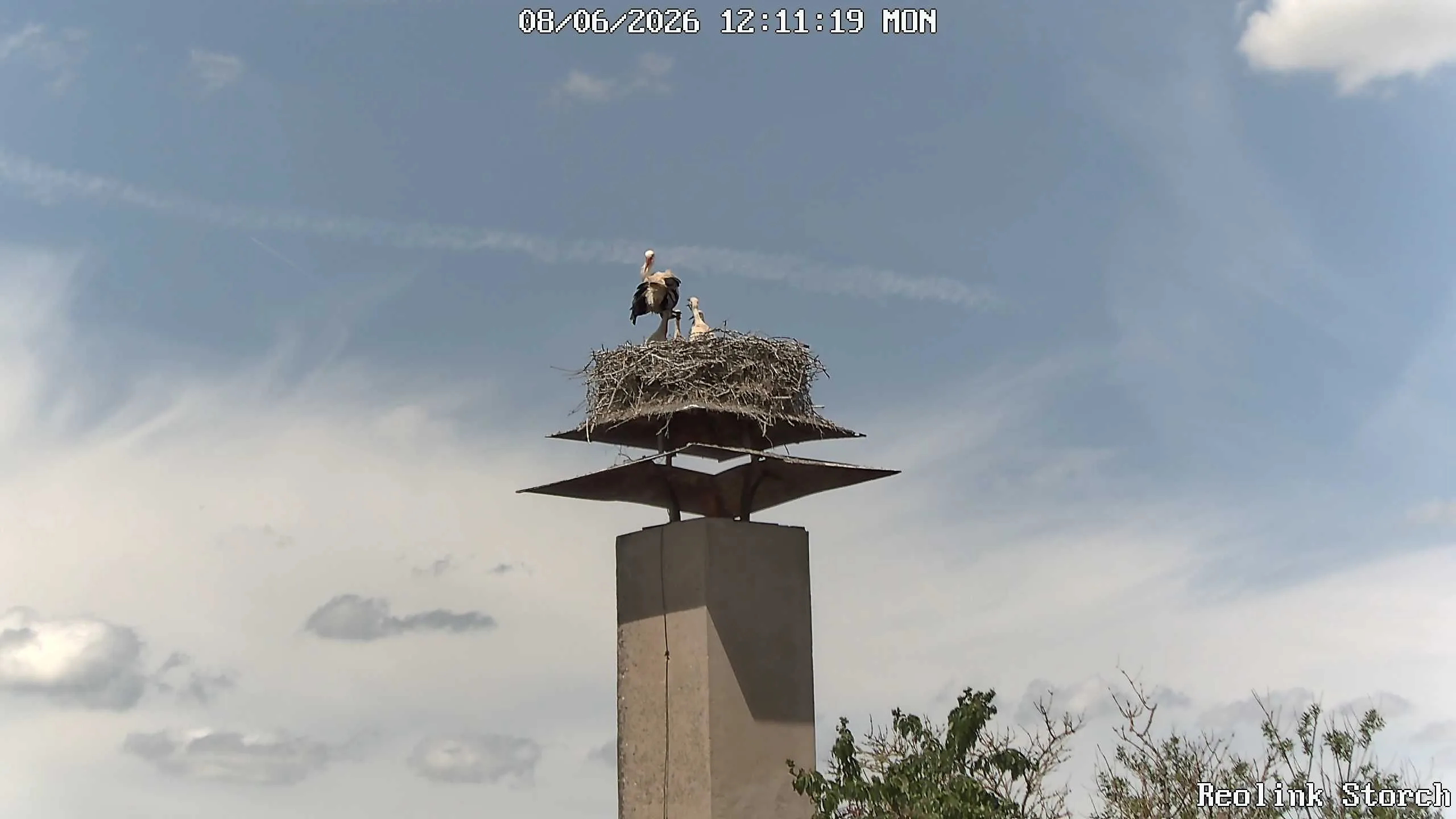 Storchencam Bild