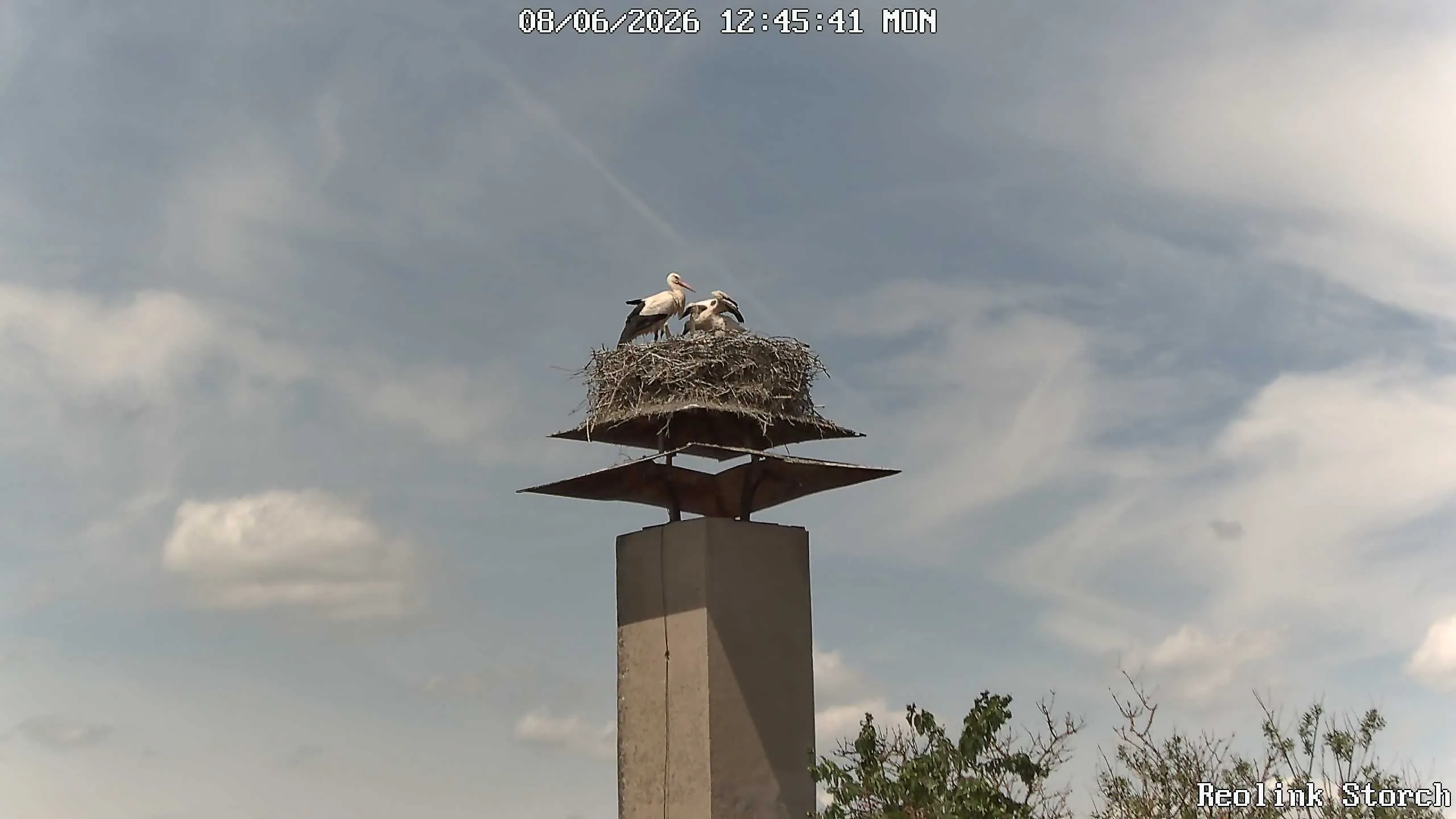 Storchencam Bild