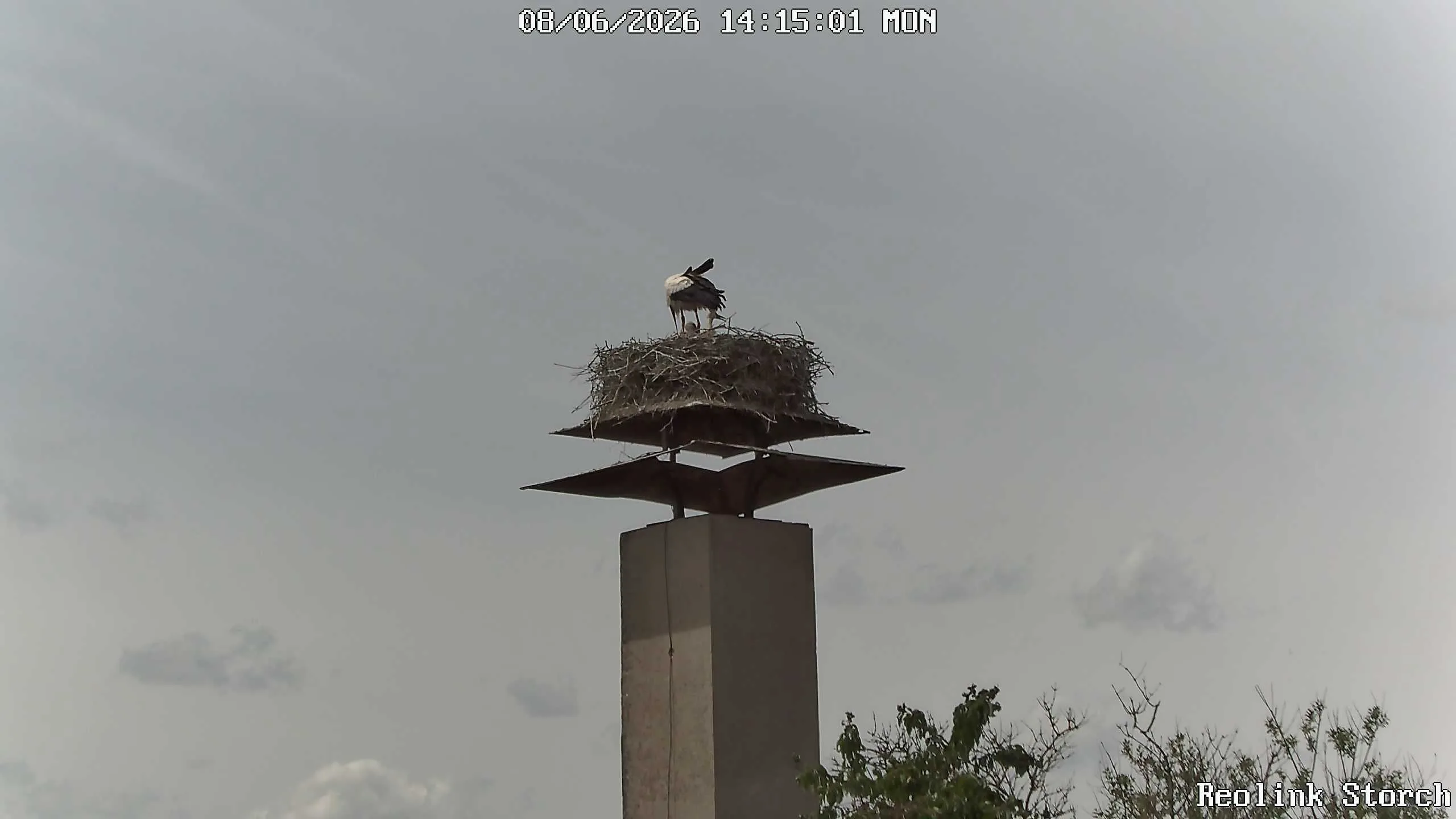 Storchencam Bild