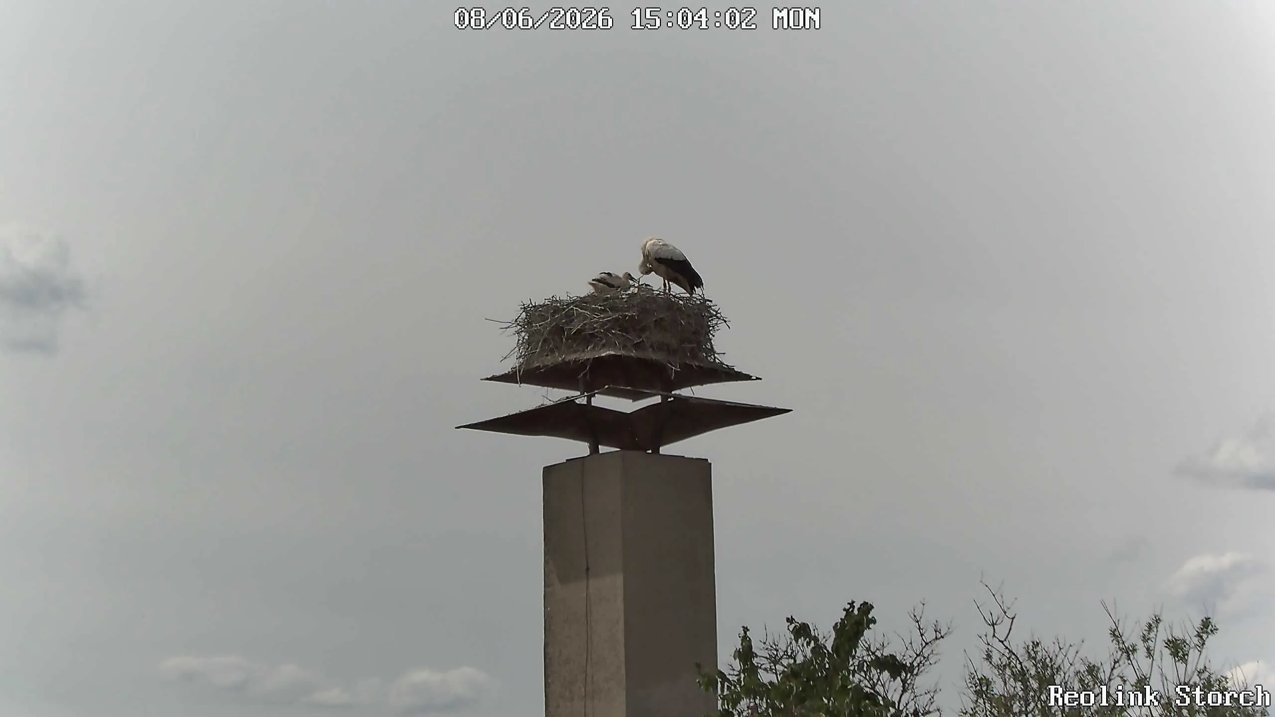 Storchencam Bild