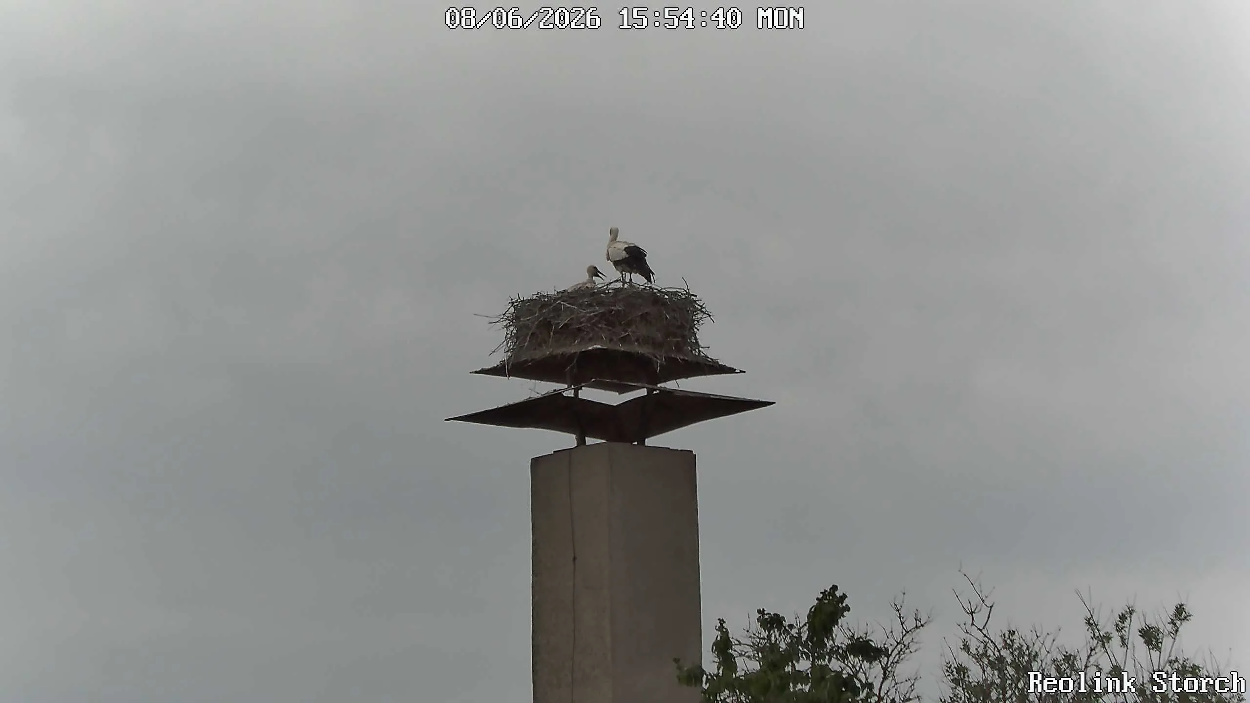 Storchencam Bild