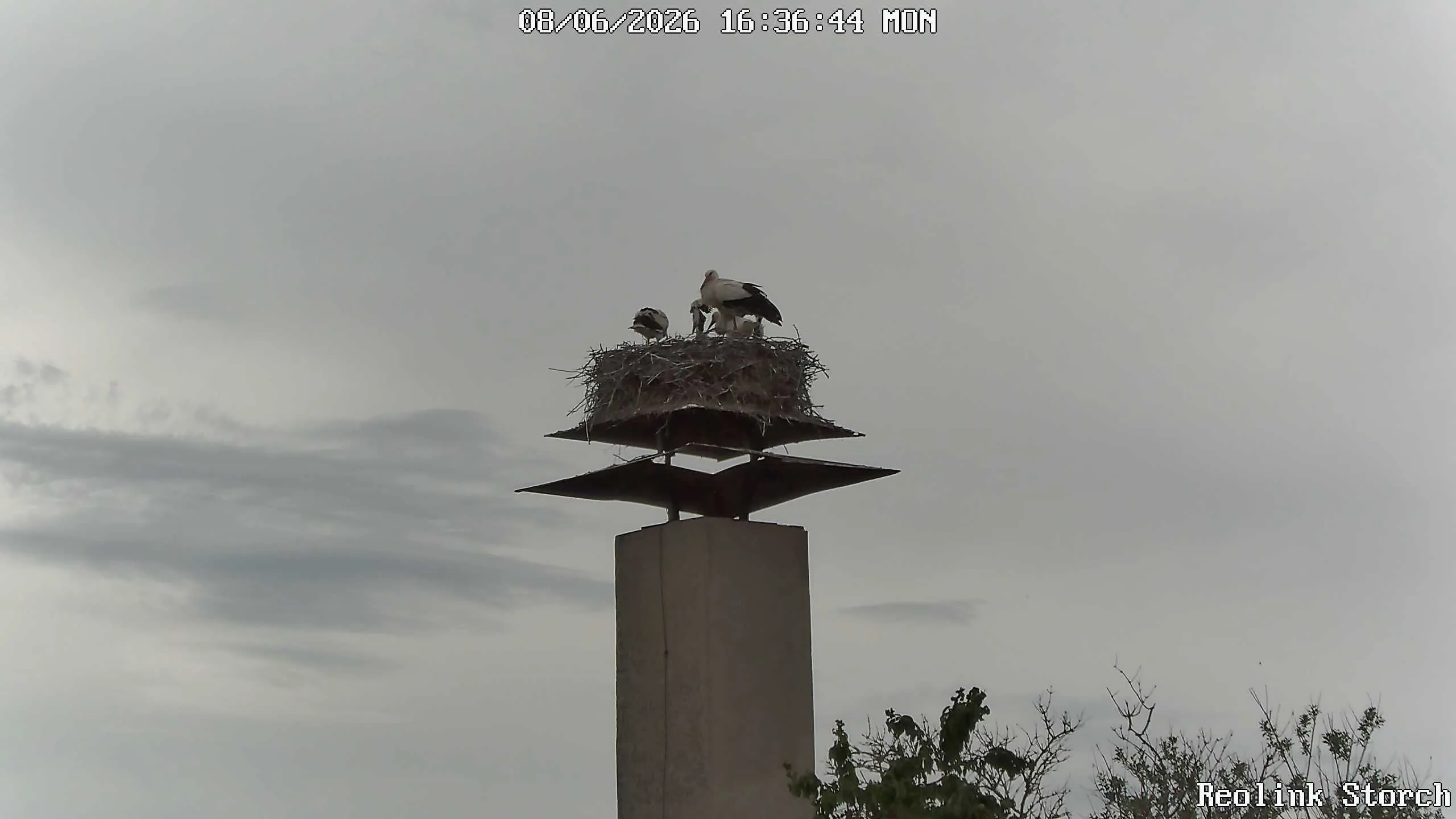 Storchencam Bild