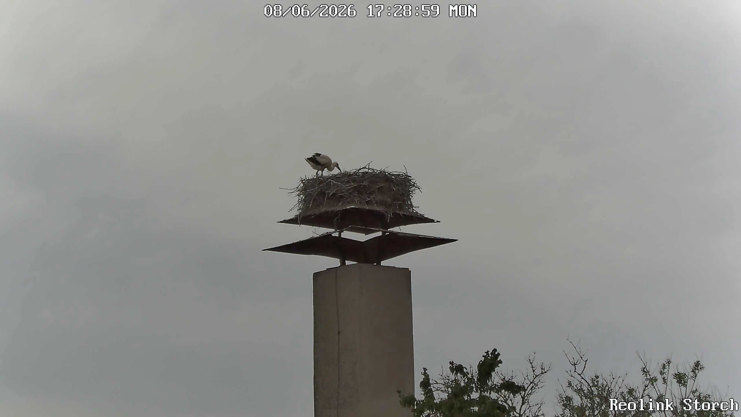 Storchencam Bild