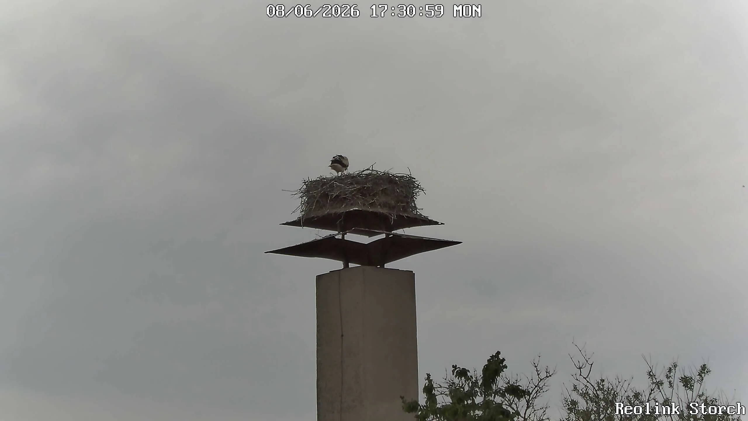 Storchencam Bild