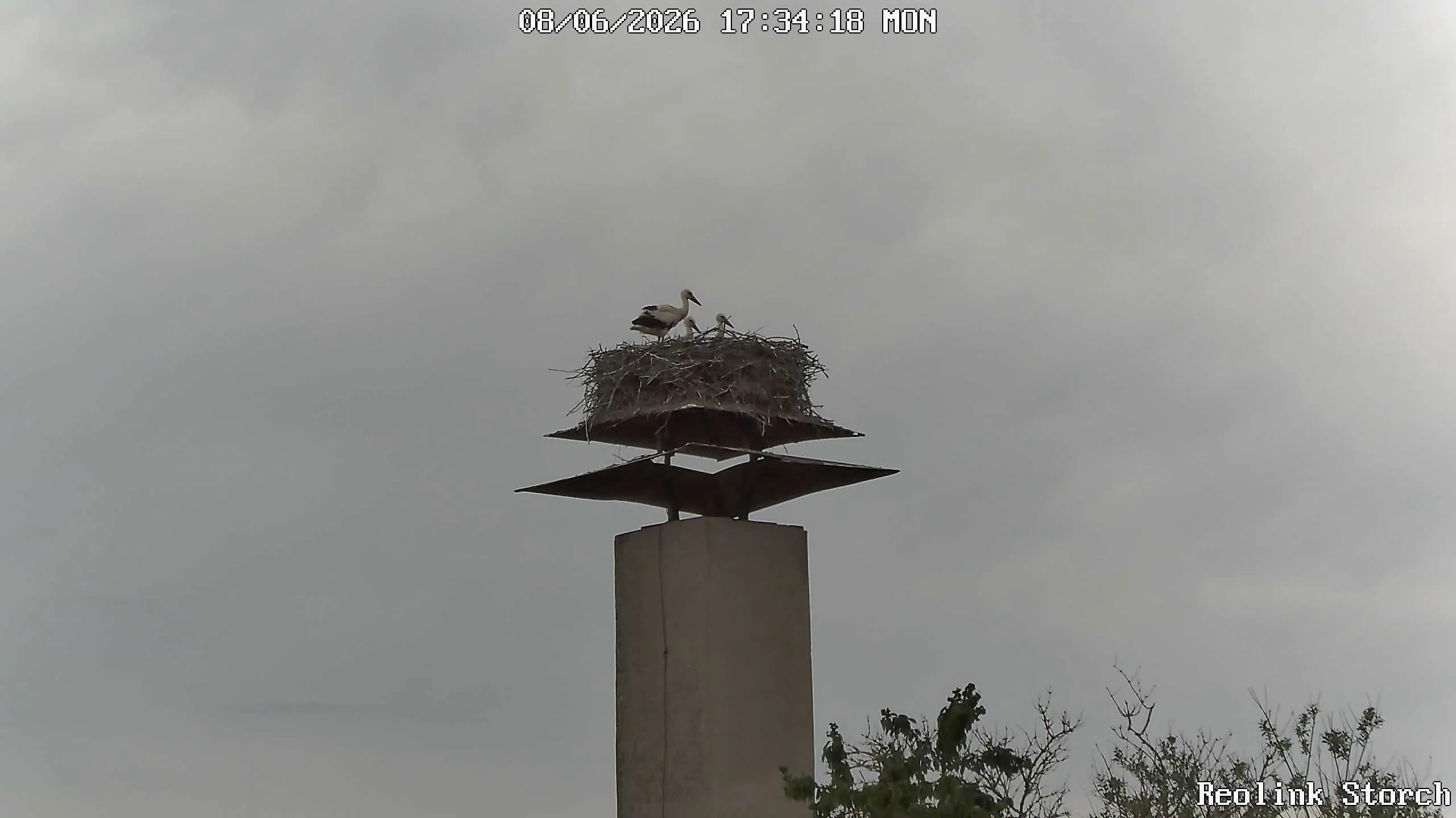 Storchencam Bild
