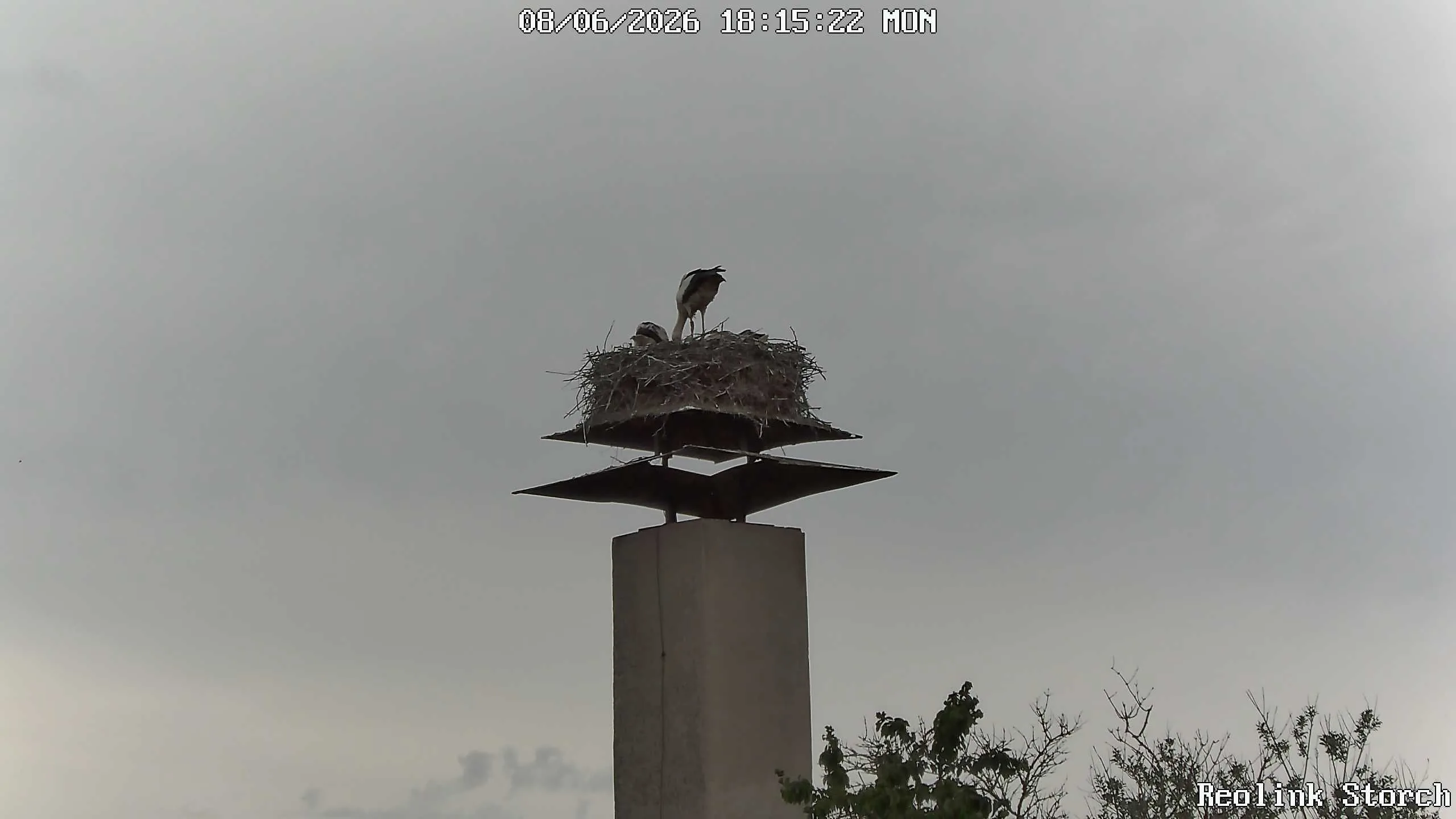 Storchencam Bild