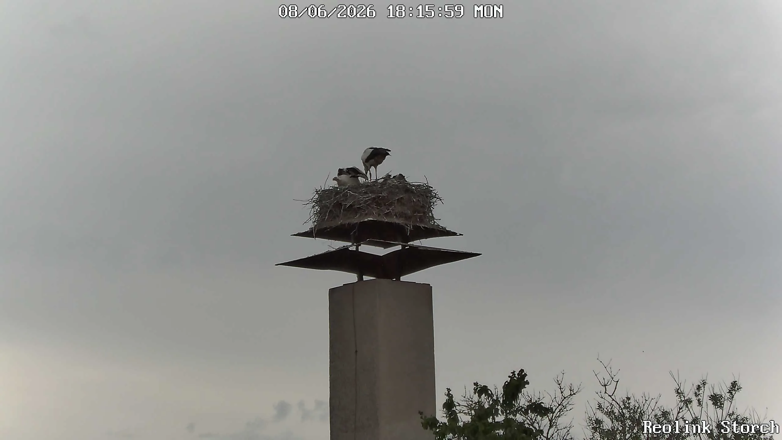 Storchencam Bild