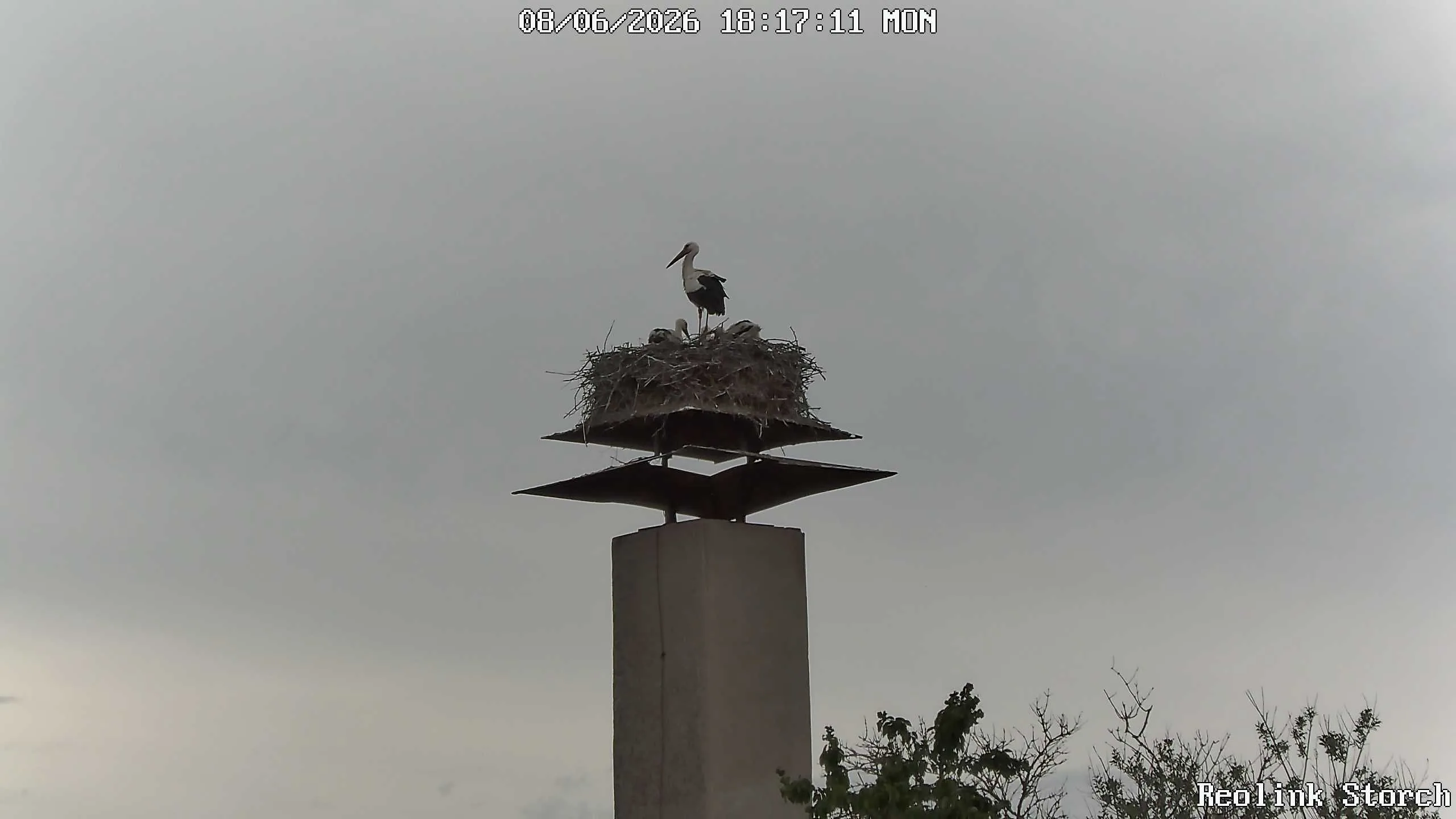 Storchencam Bild