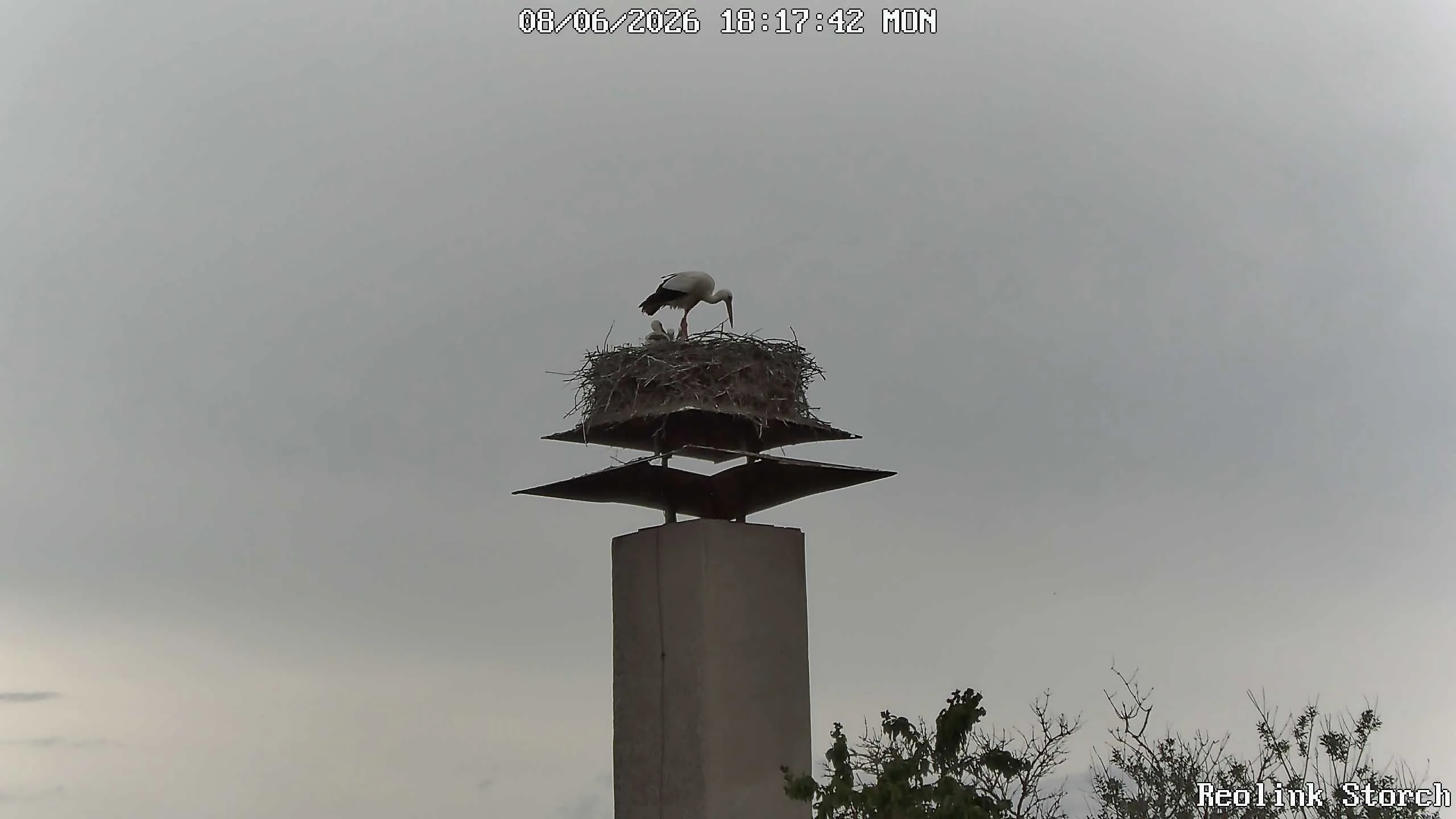 Storchencam Bild