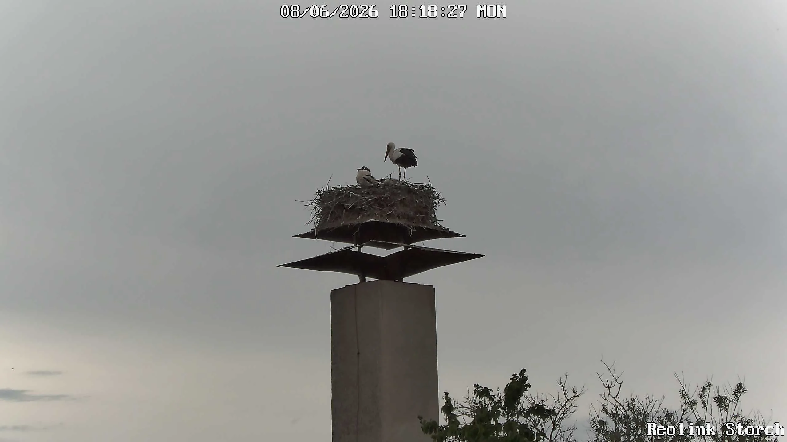 Storchencam Bild