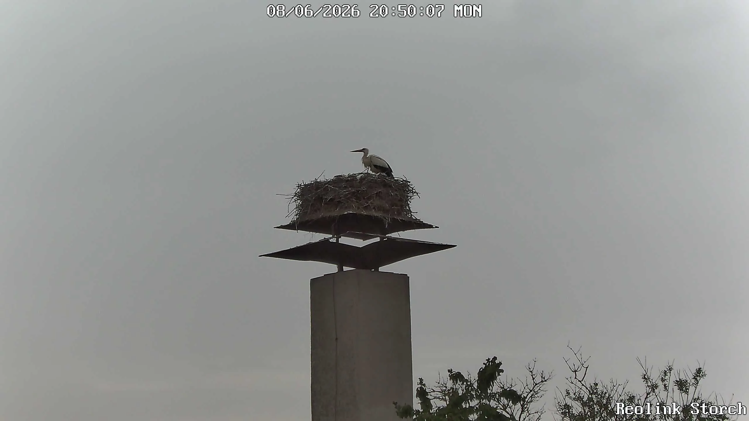 Storchencam Bild