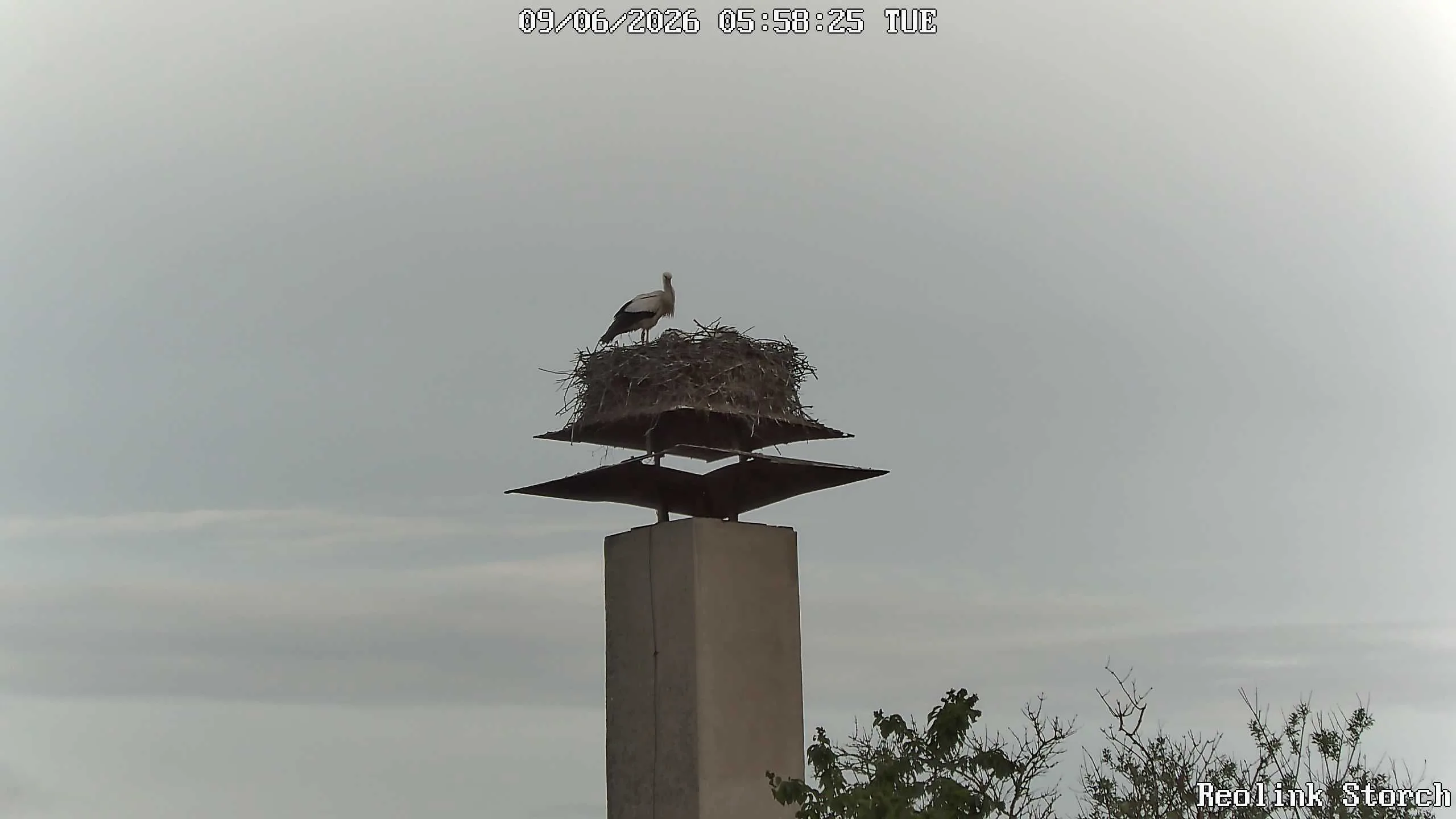 Storchencam Bild