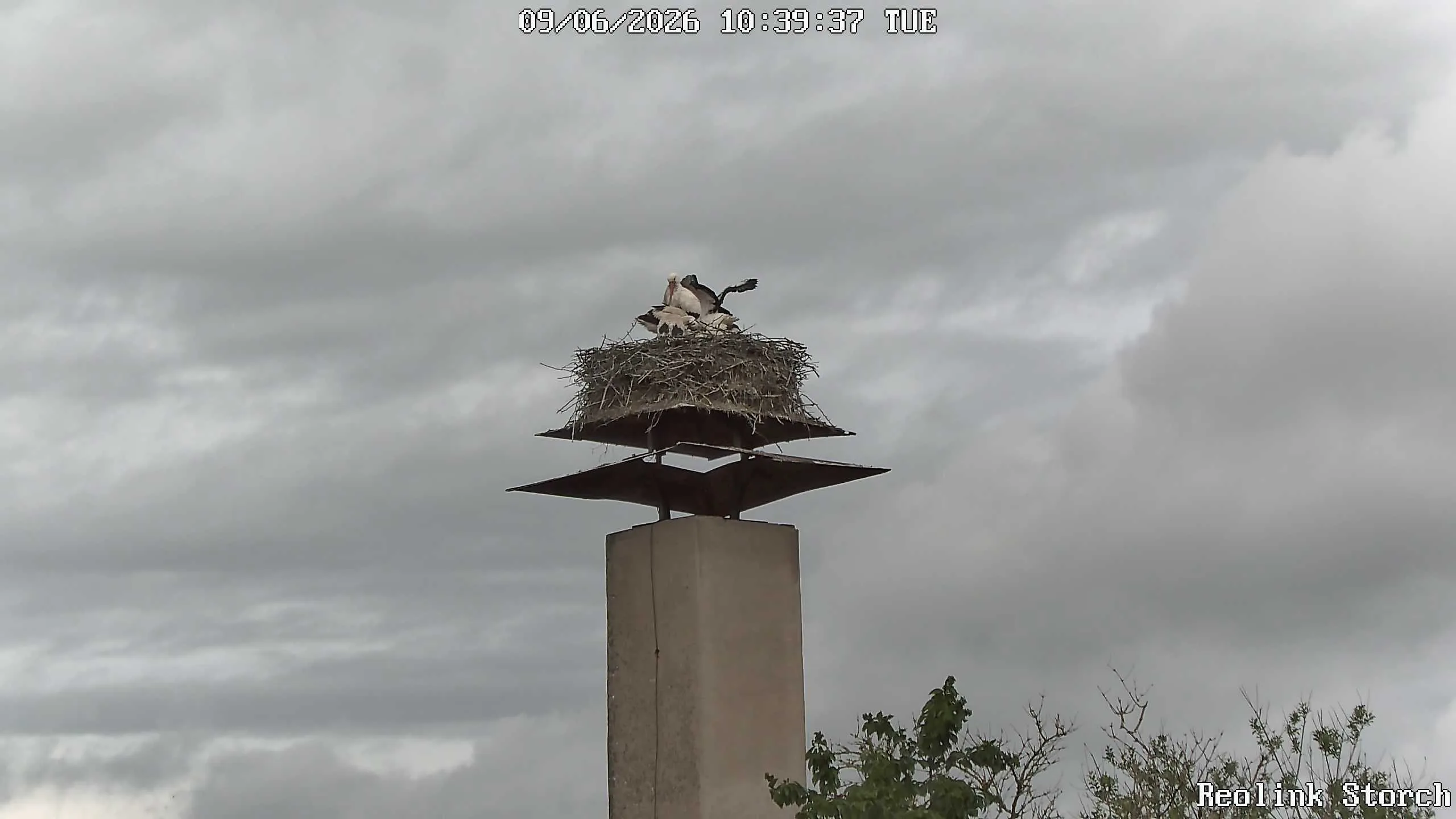Storchencam Bild
