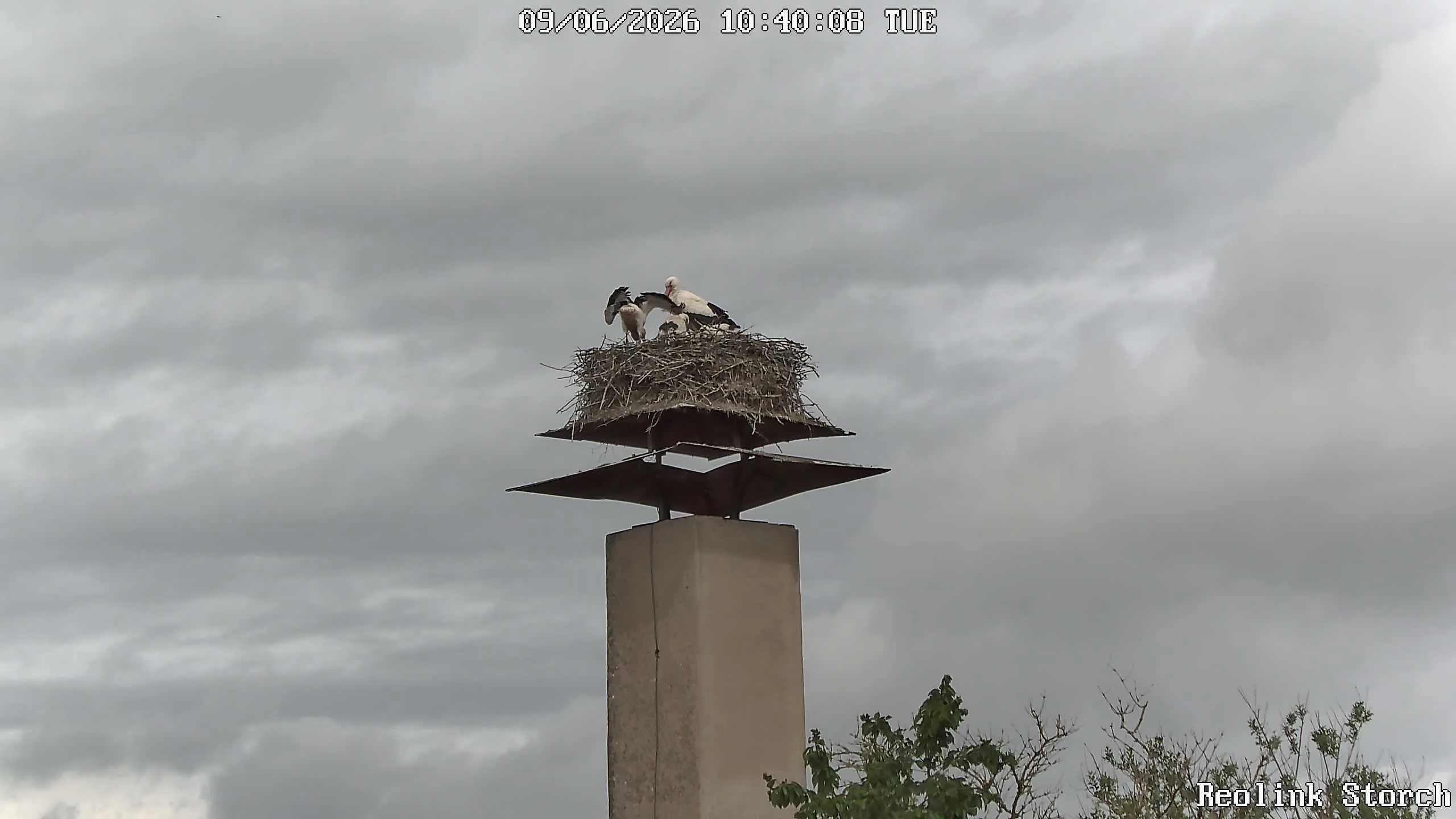 Storchencam Bild