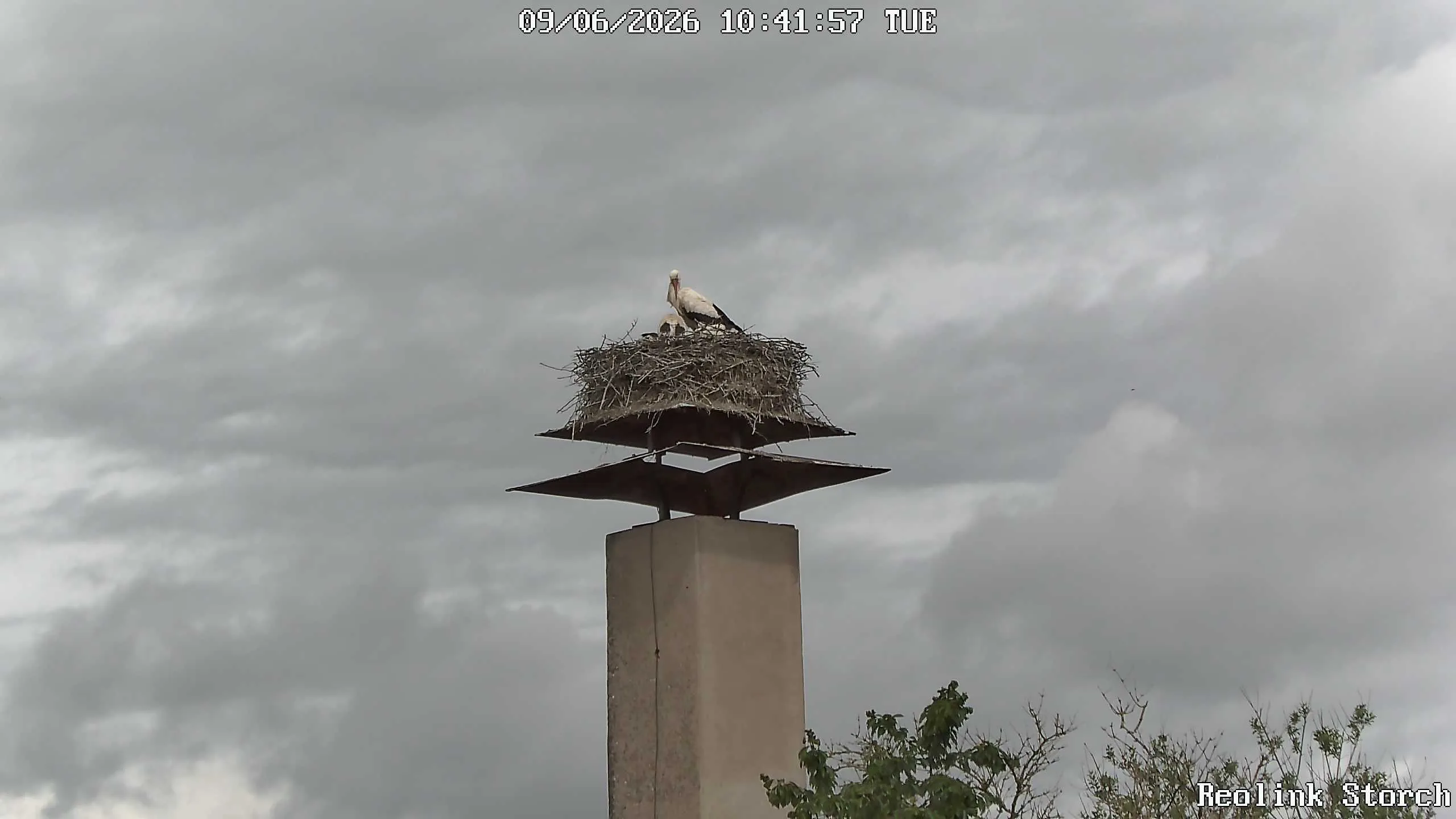 Storchencam Bild