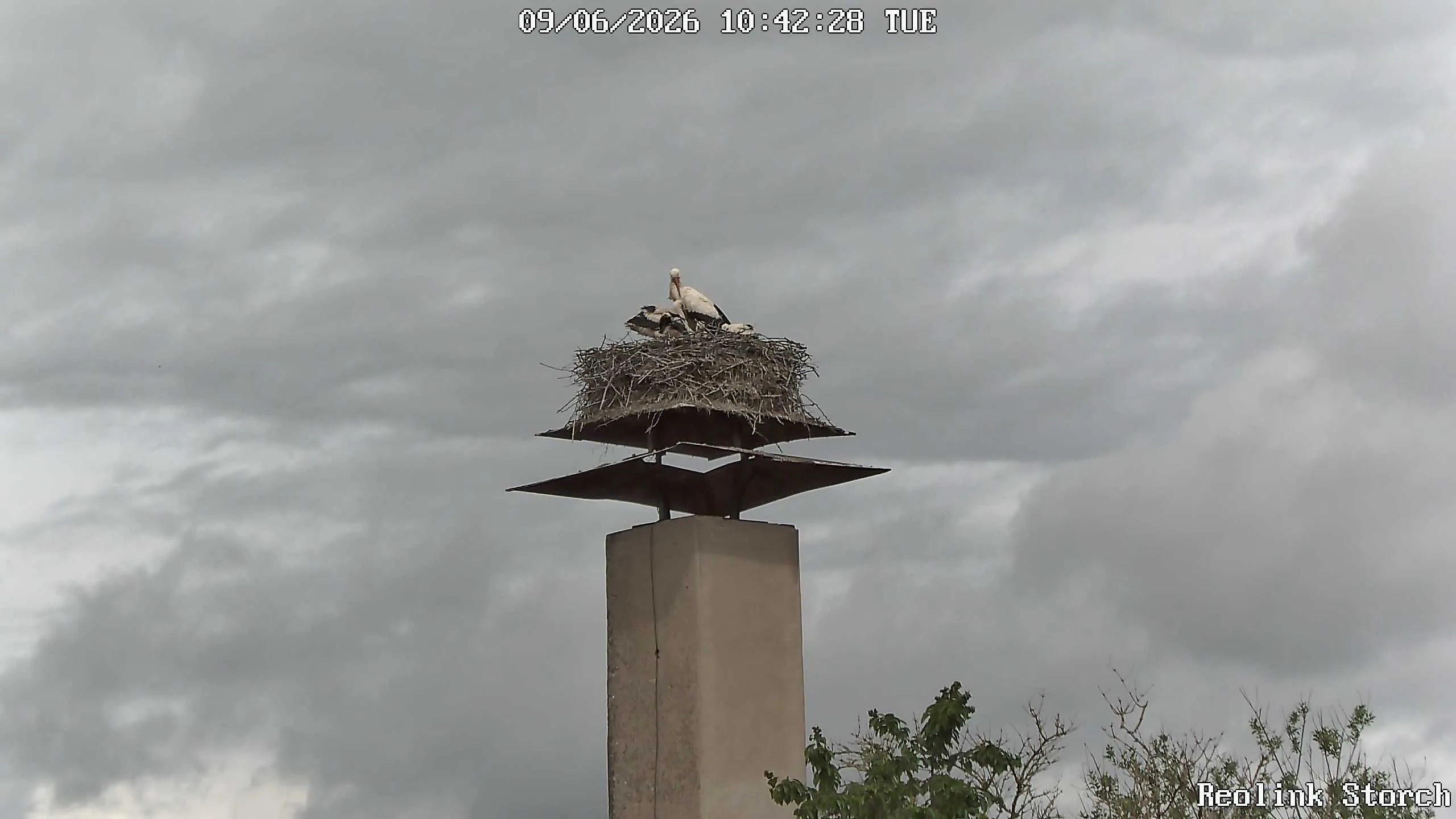 Storchencam Bild