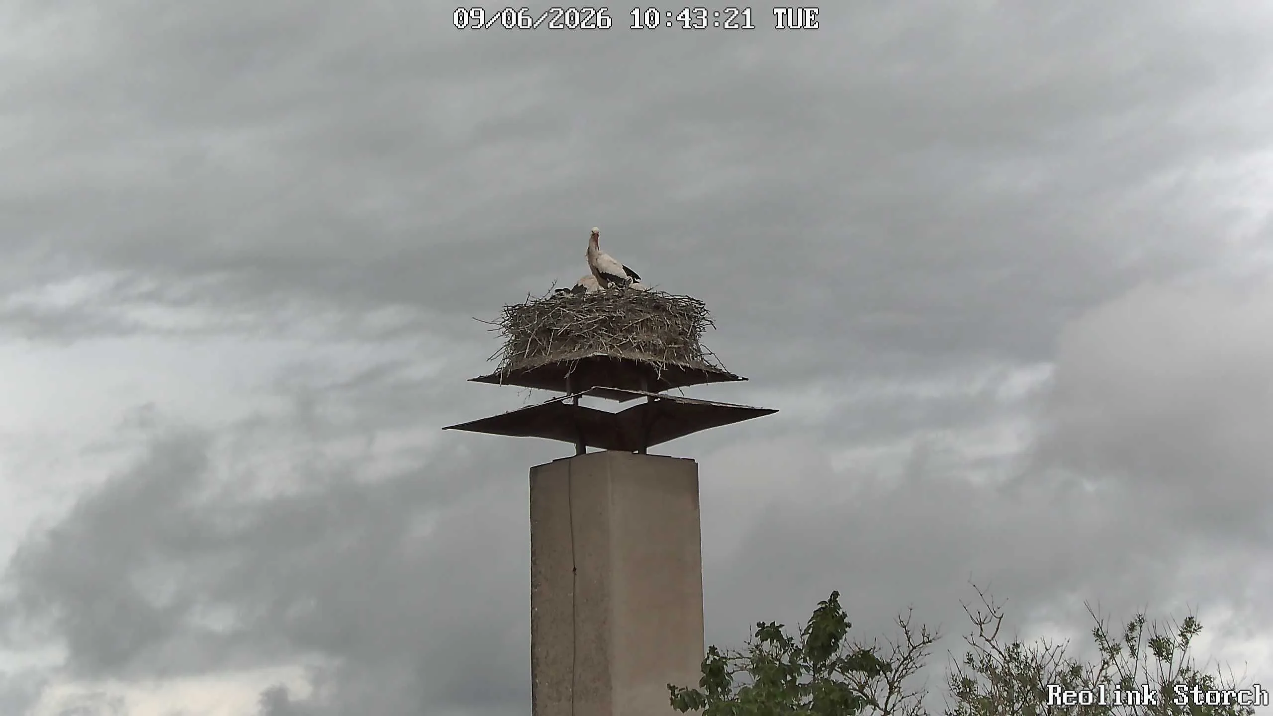 Storchencam Bild