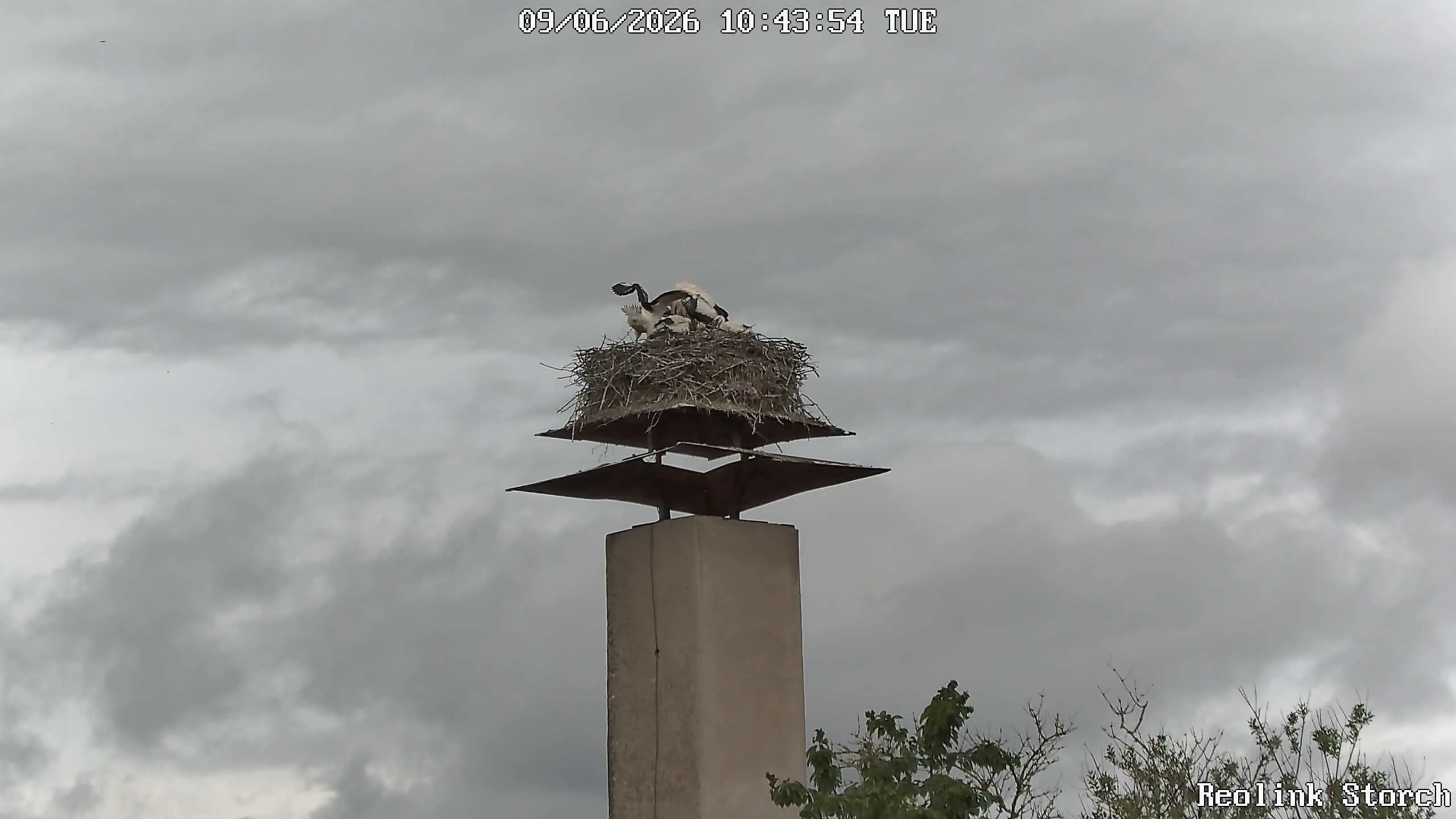 Storchencam Bild