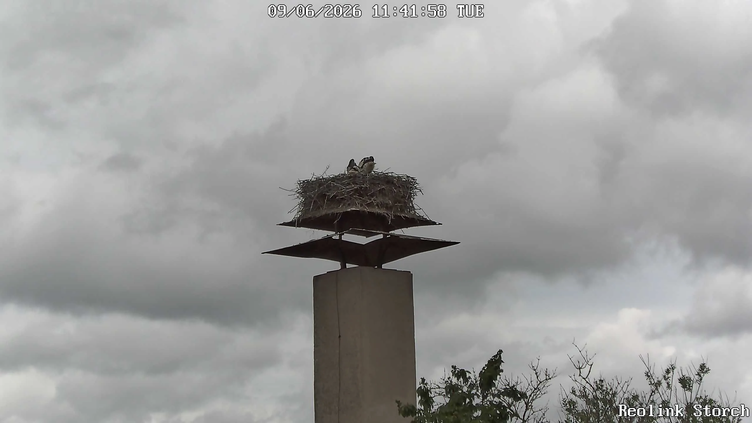 Storchencam Bild