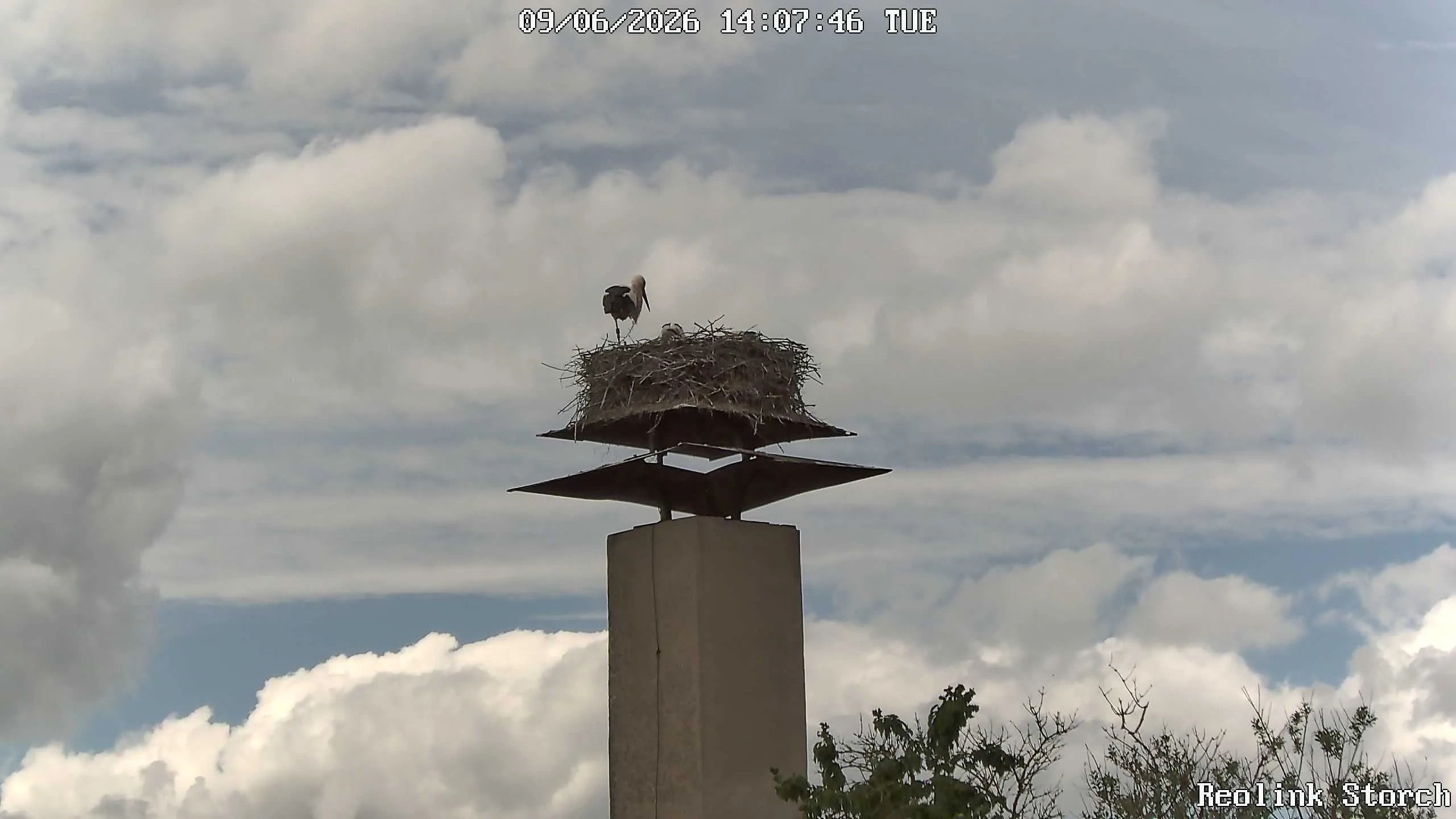 Storchencam Bild