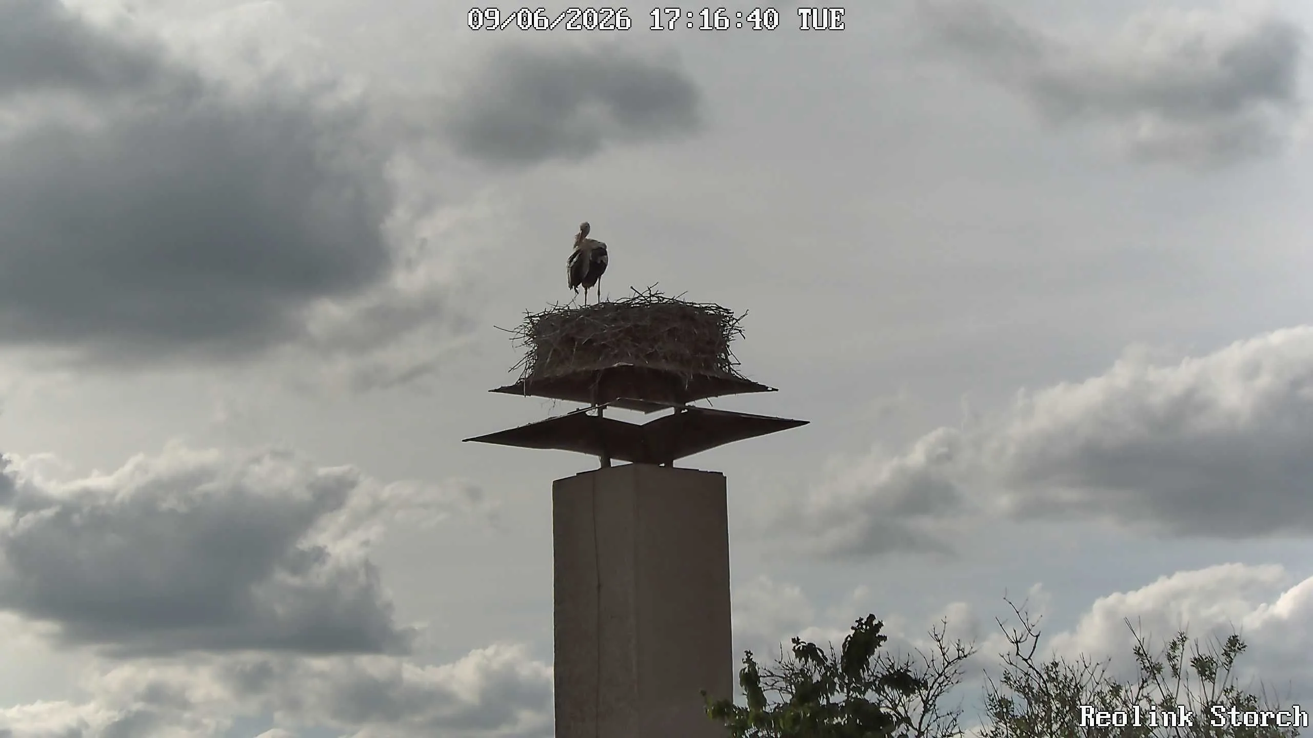Storchencam Bild