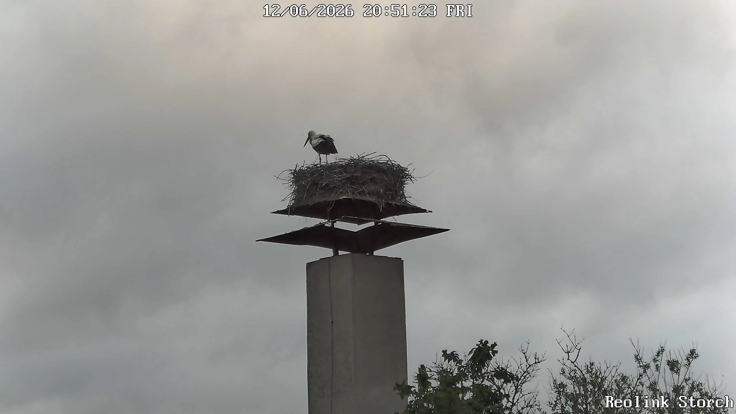 Storchencam Bild