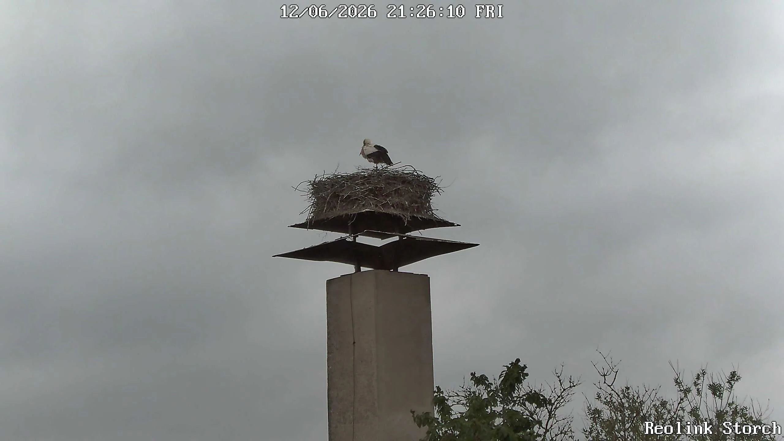 Storchencam Bild