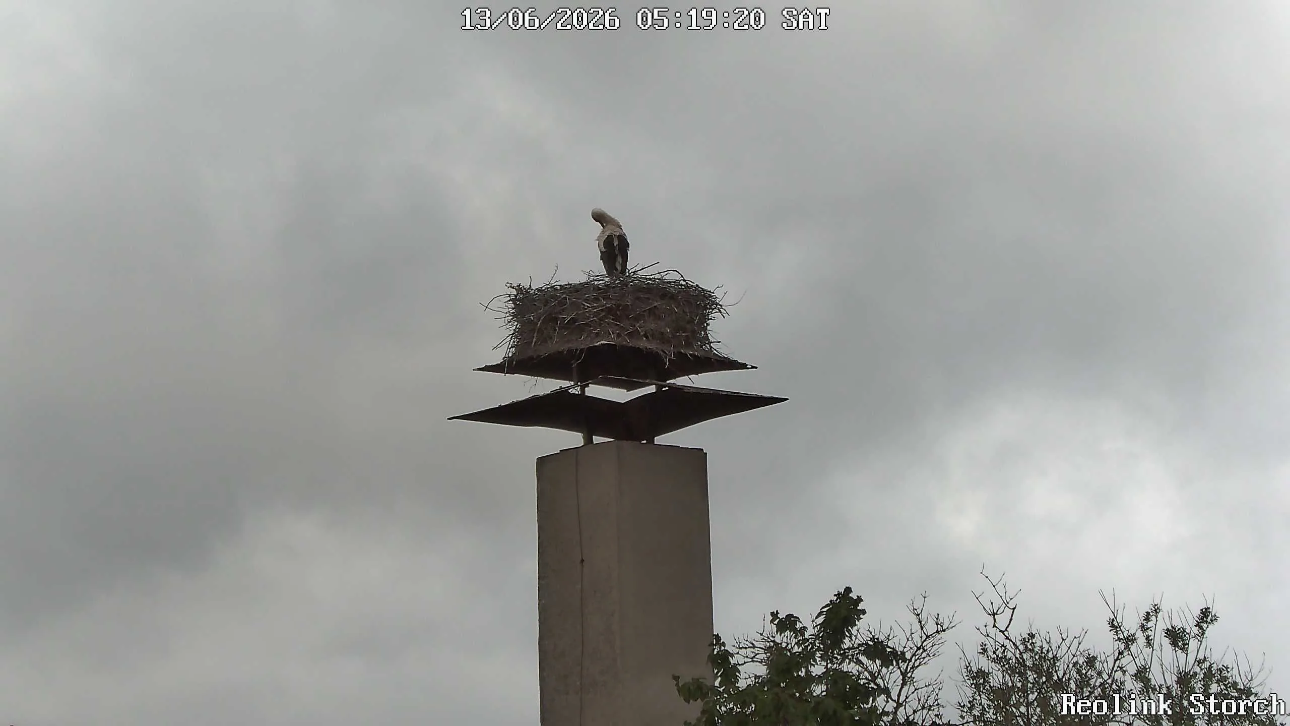 Storchencam Bild