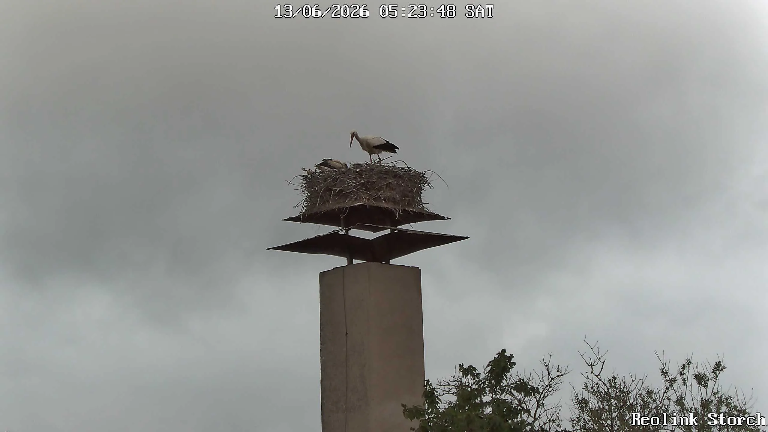 Storchencam Bild