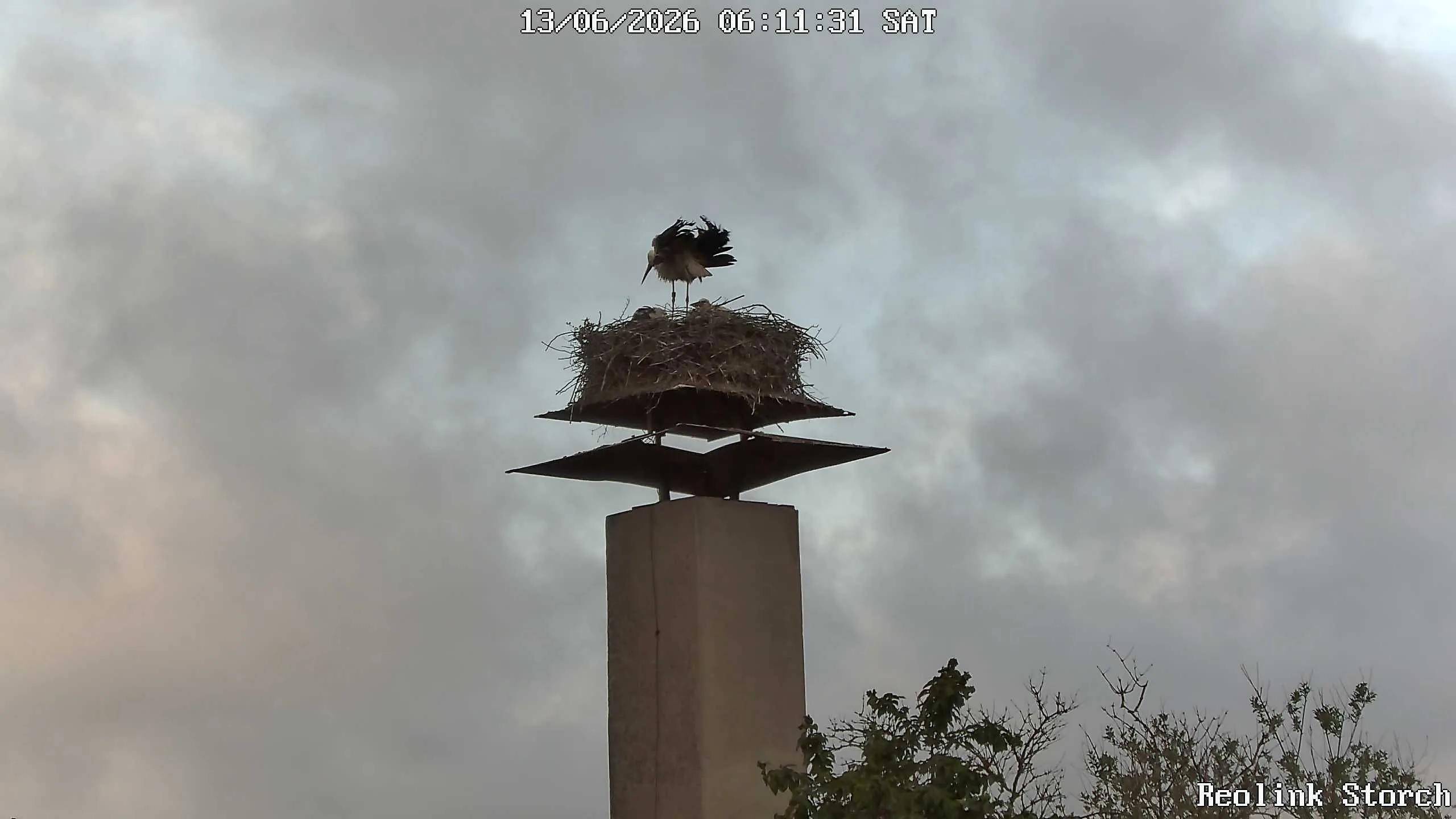 Storchencam Bild