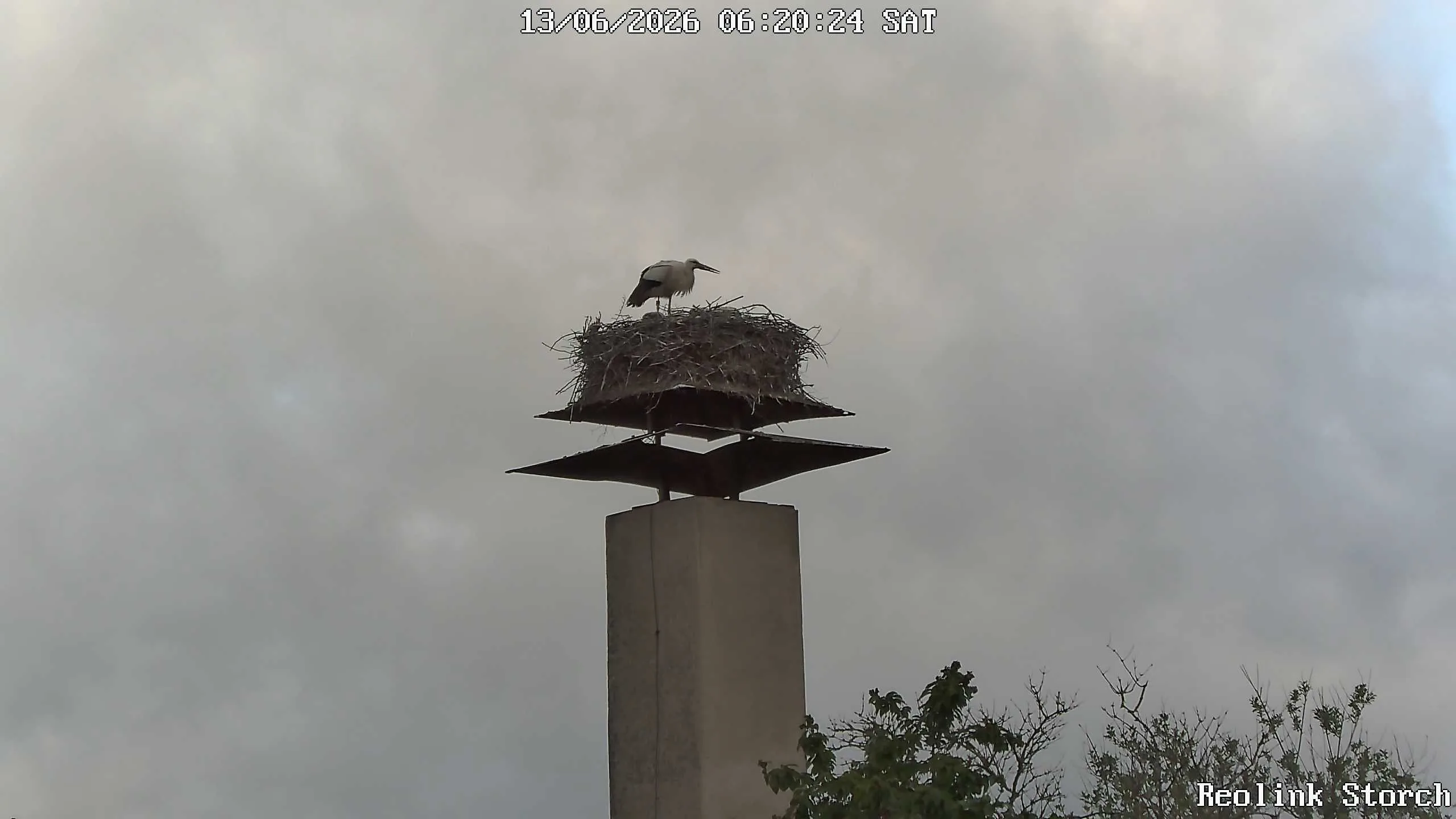 Storchencam Bild