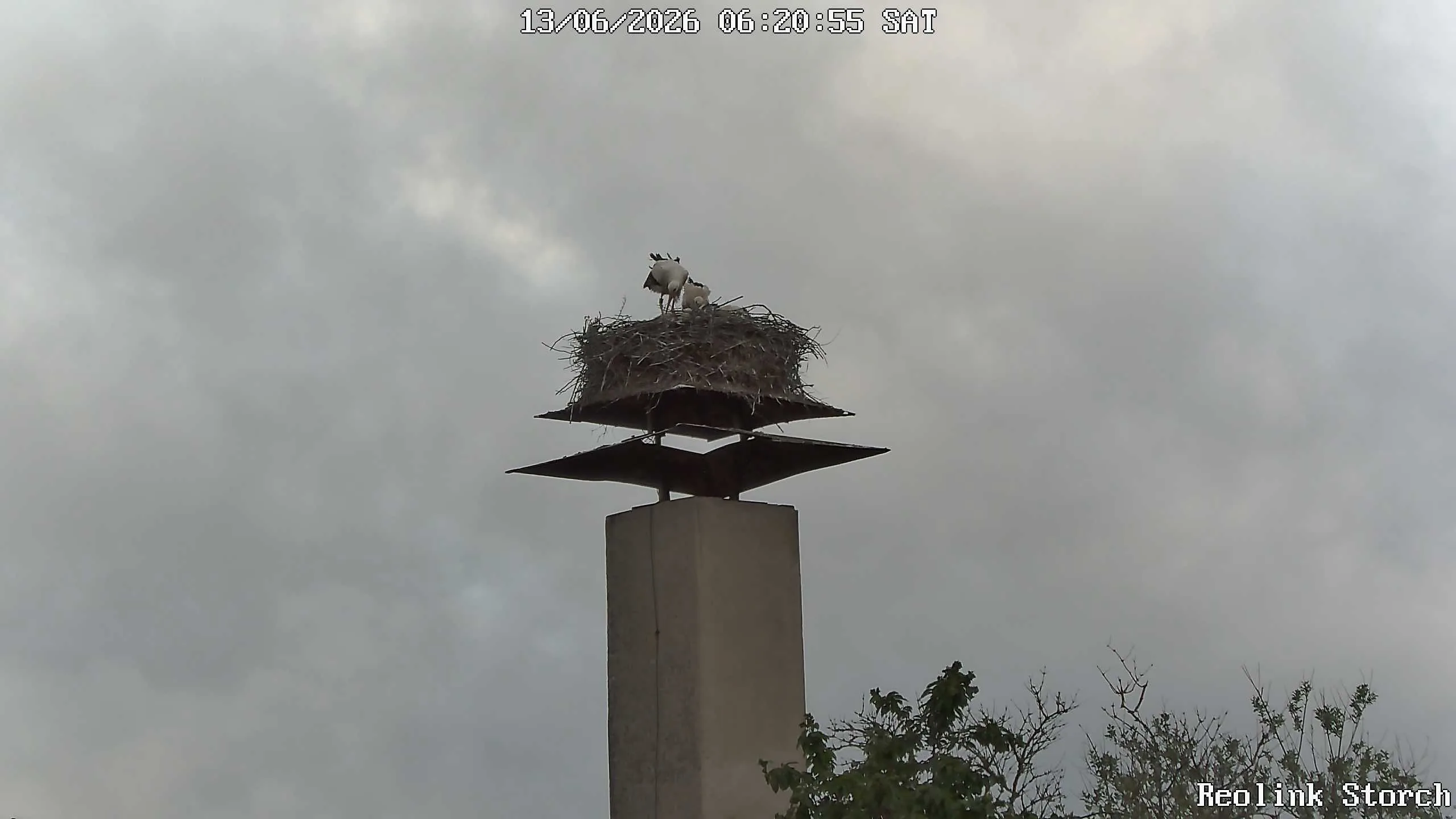 Storchencam Bild
