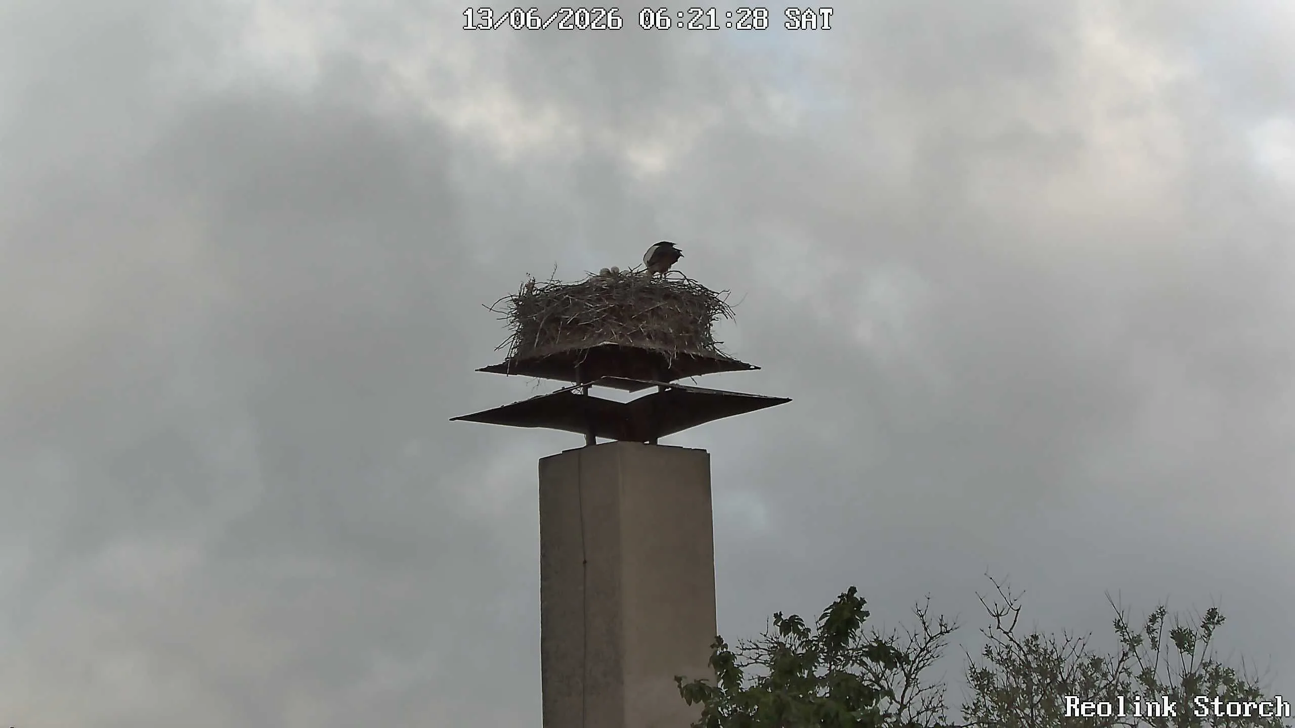 Storchencam Bild